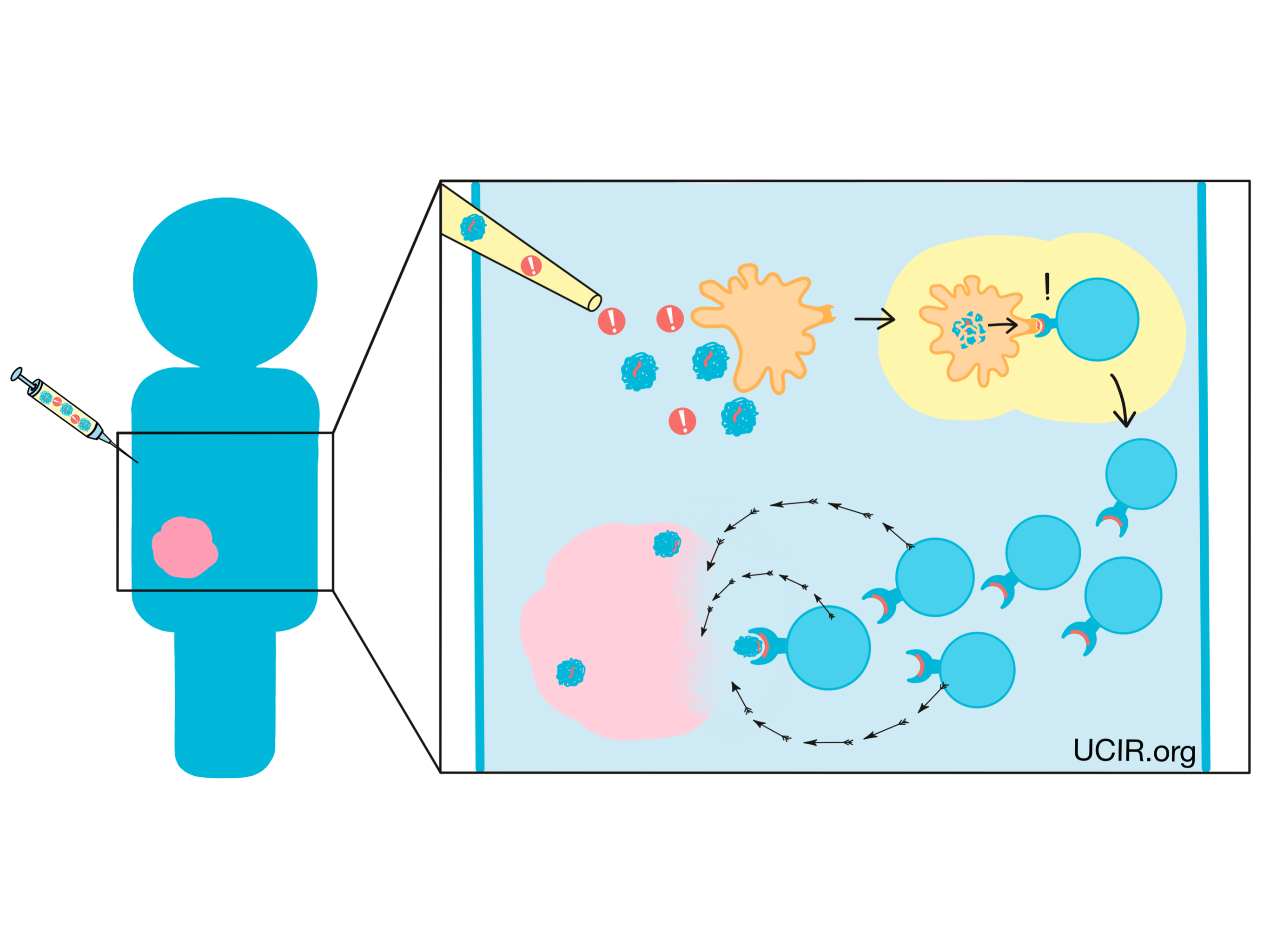 Neoantigen-Based Therapy 