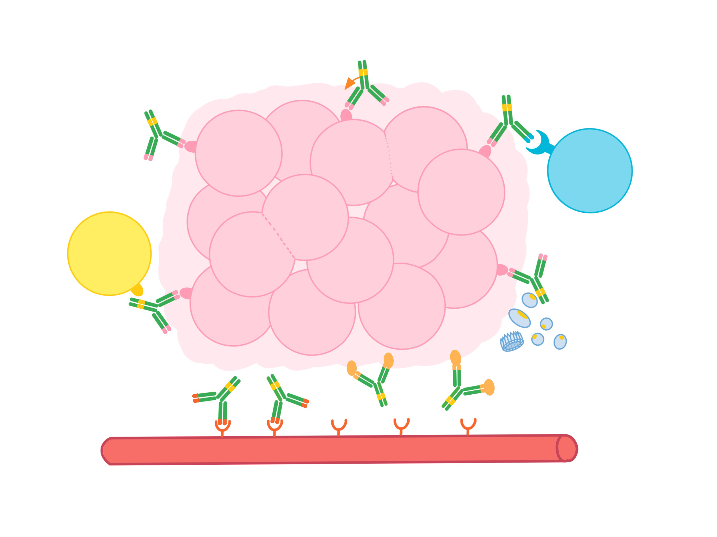 Antibody Therapy 