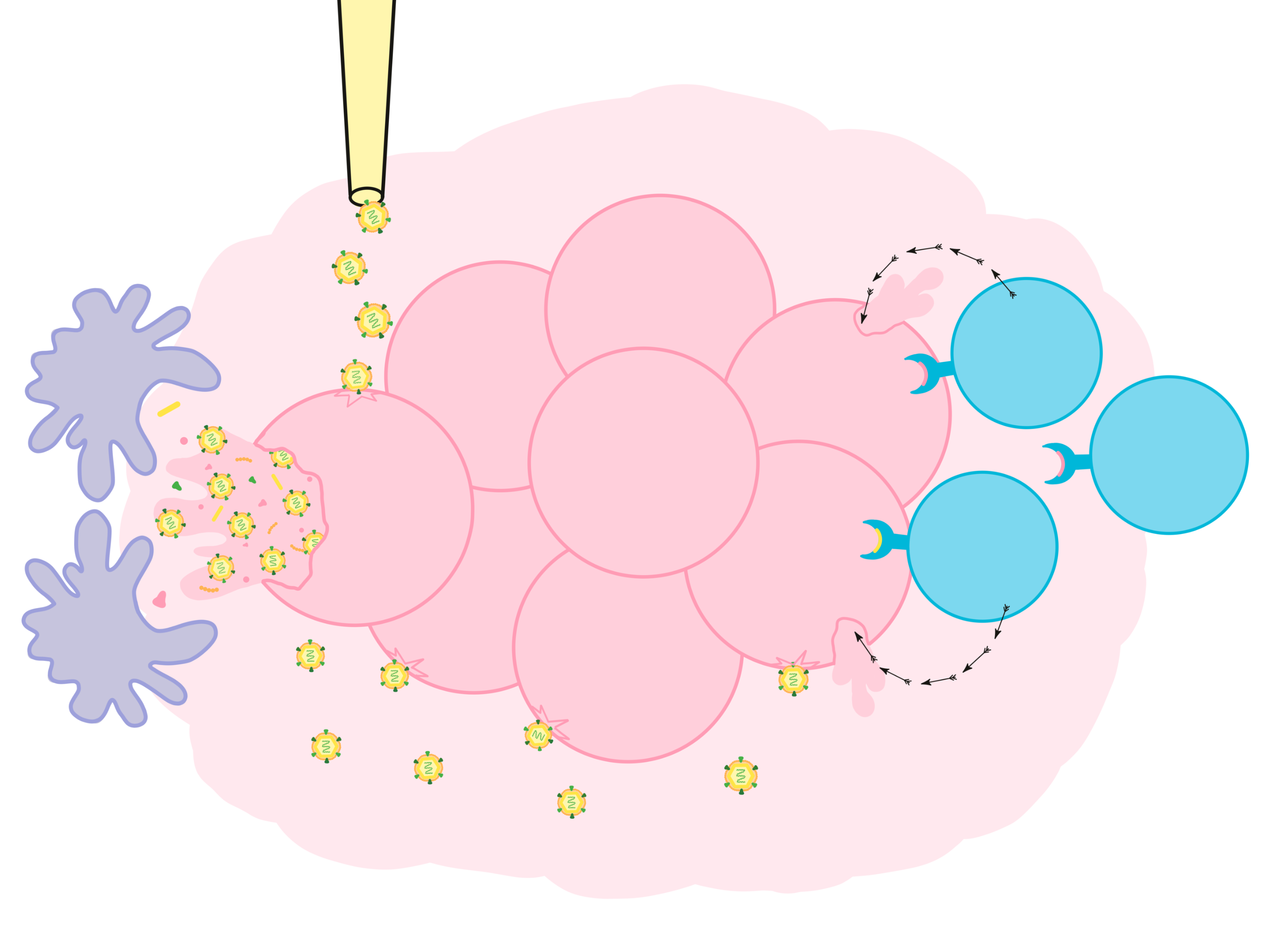 Oncolytic Viruses