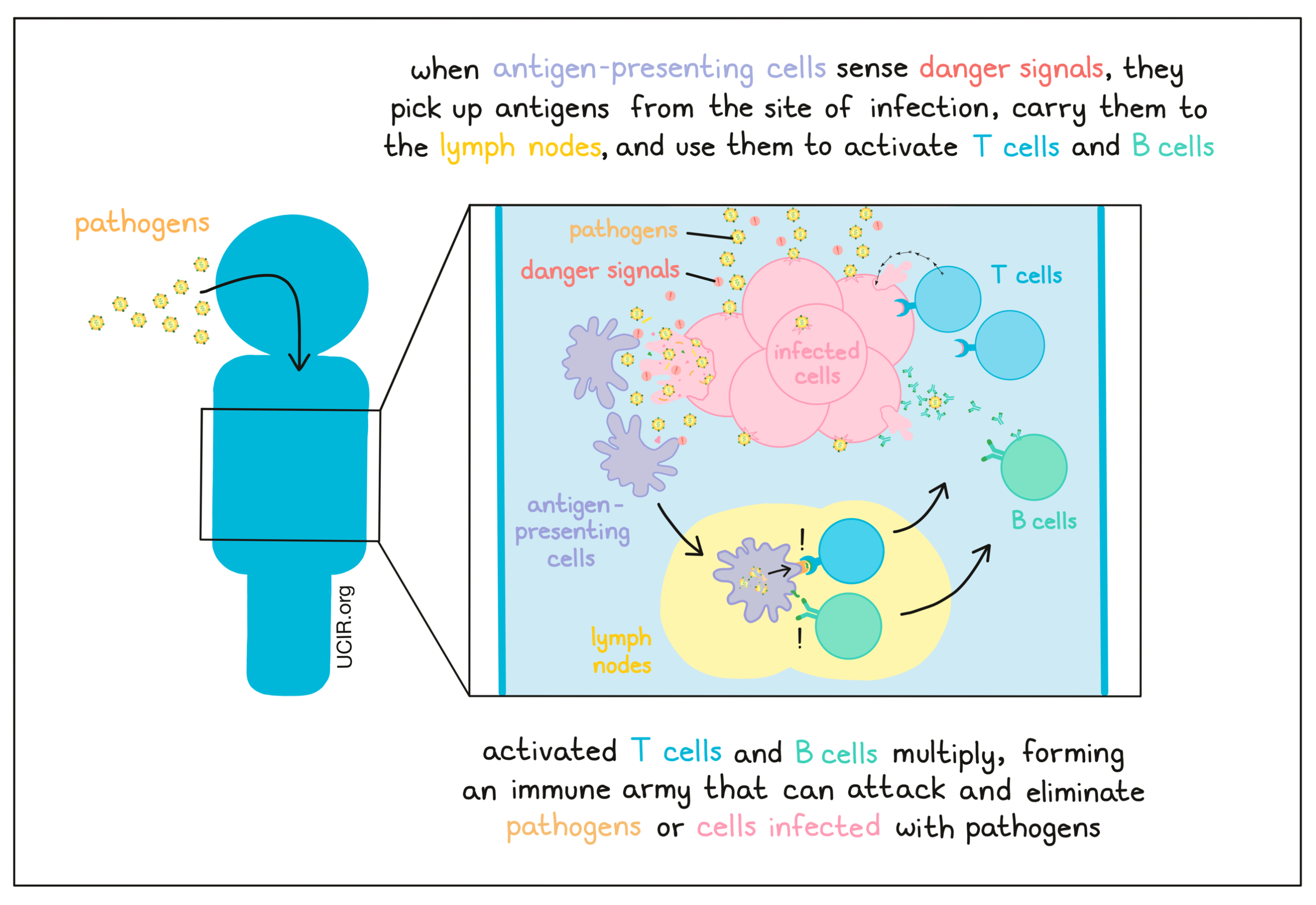 Illustration showing how antigen-presenting cells sense danger signals