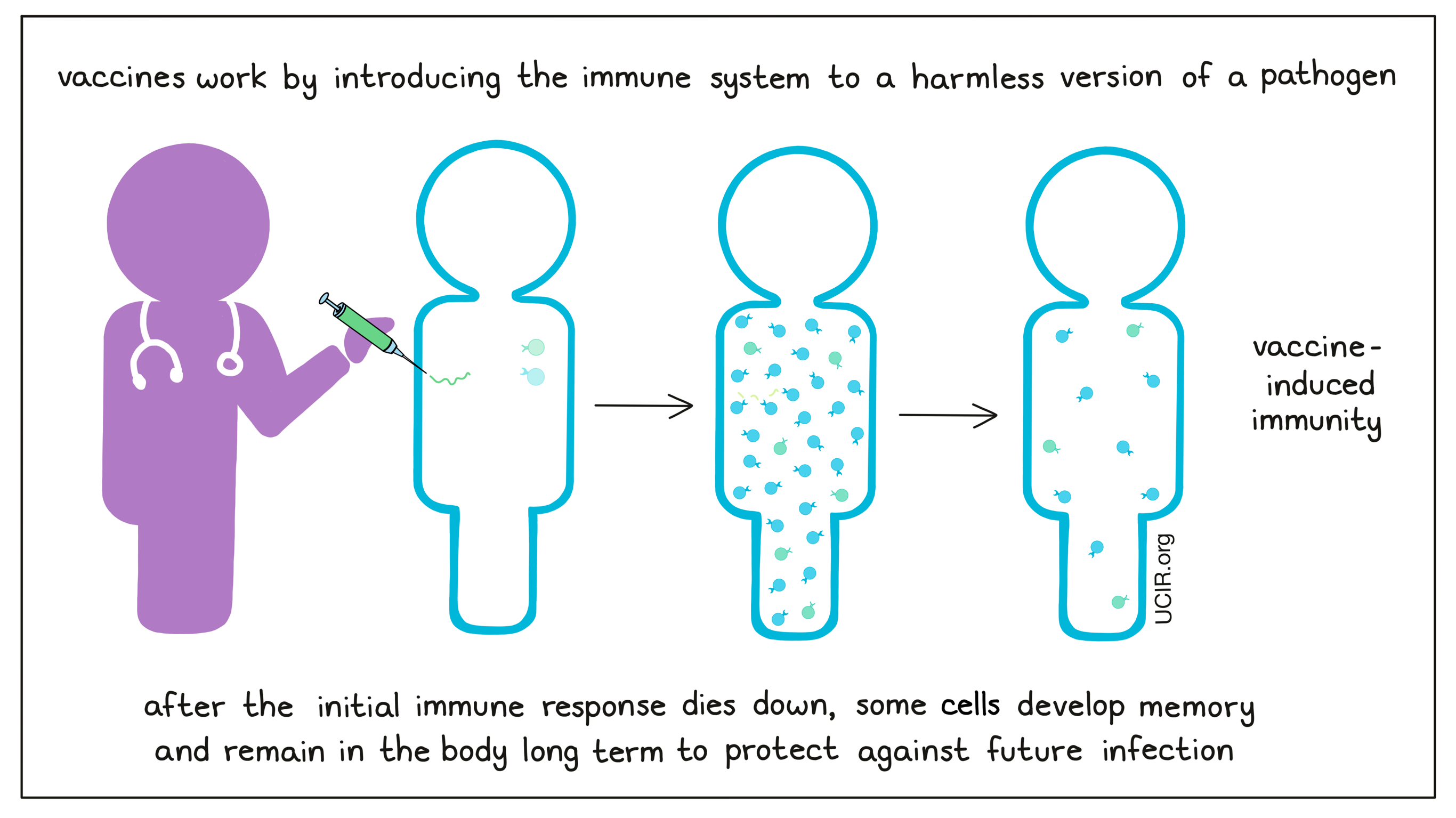 Vaccines work by introducing the immune system to a harmless version of a pathogen