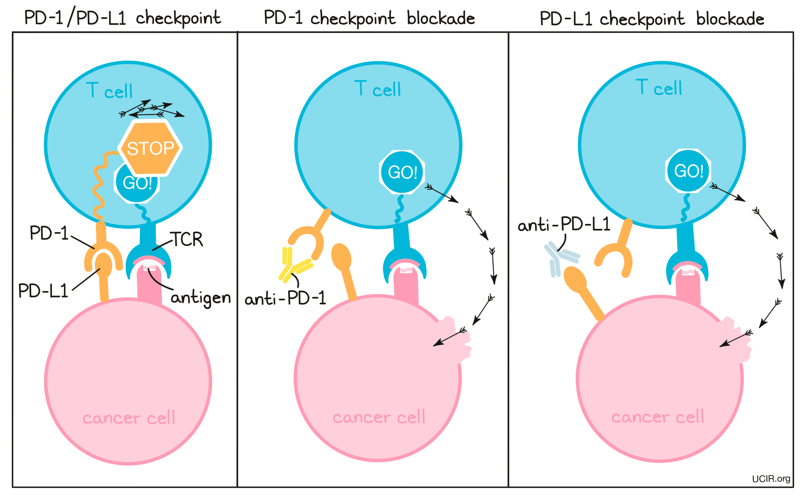 Illustration that shows the different between PD-1 and PD-L1 blockade