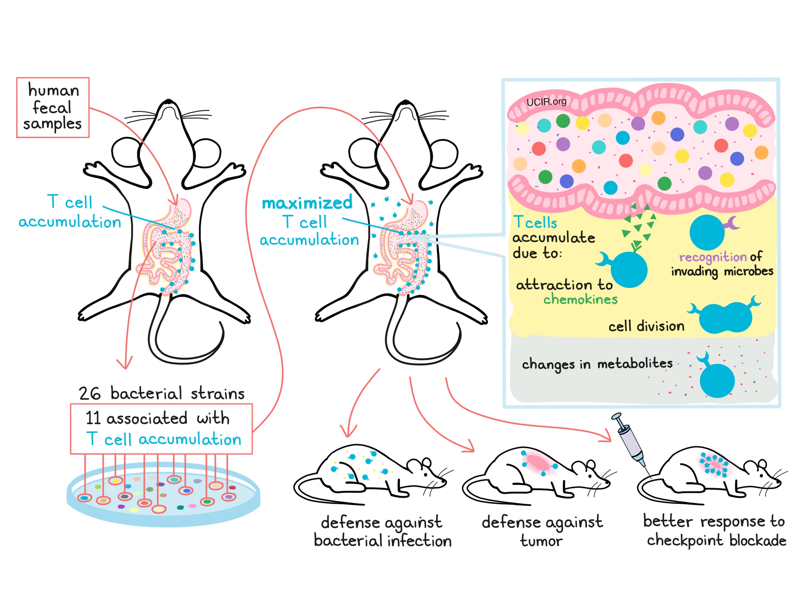 Can the bacteria in your gut help your immune system fight cancer?