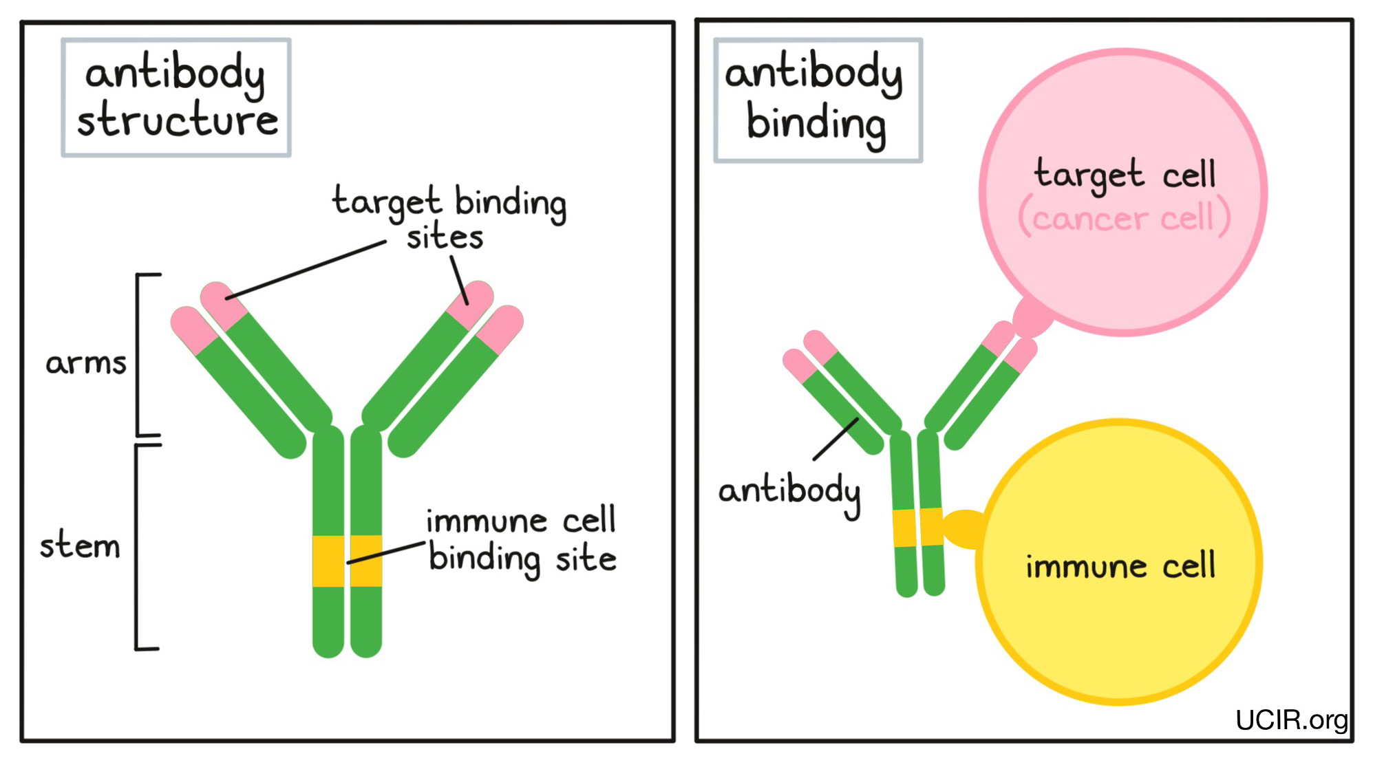 Antibody structure