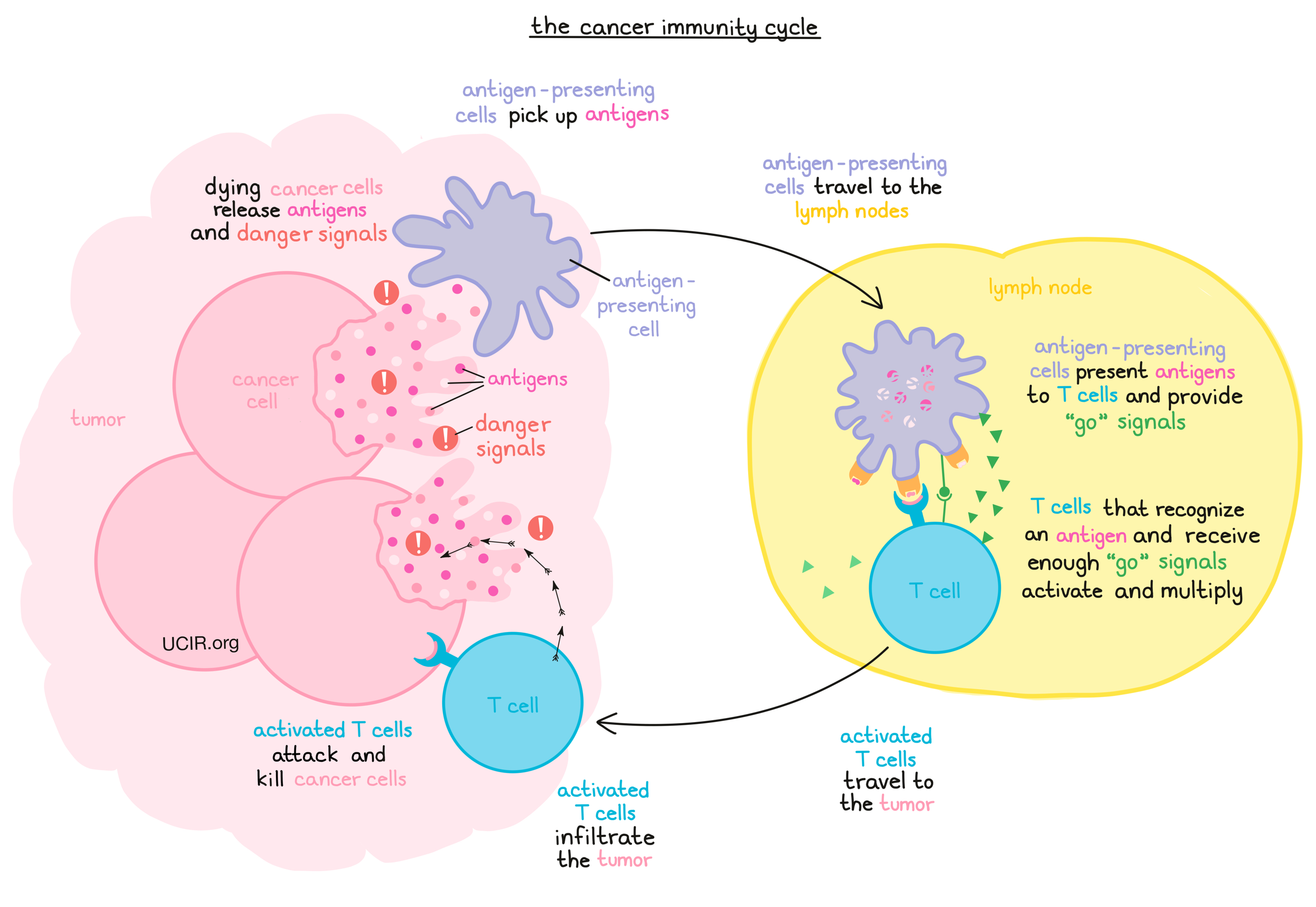 How cancer evades immune system detection and spreads