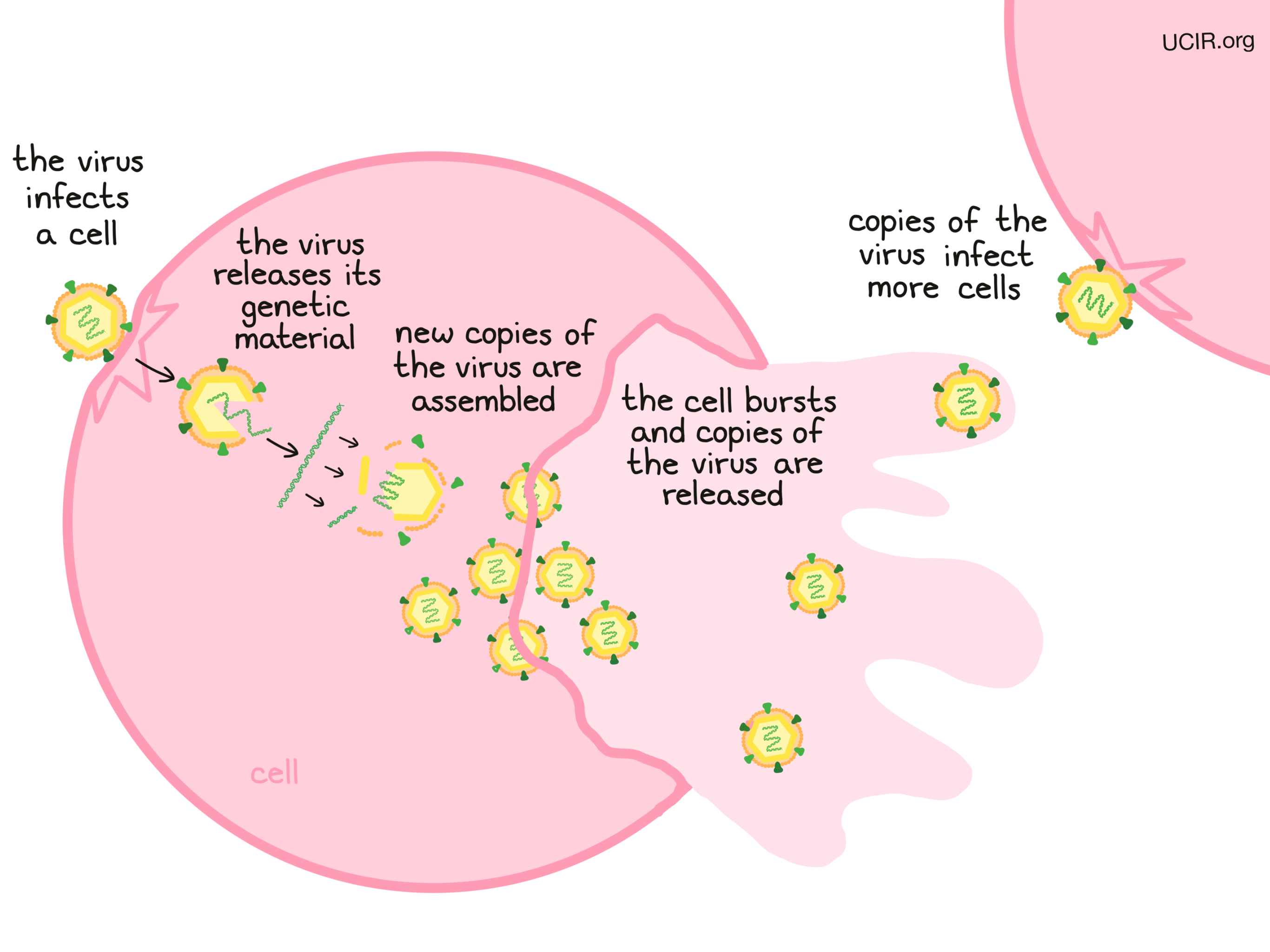 Viral replication