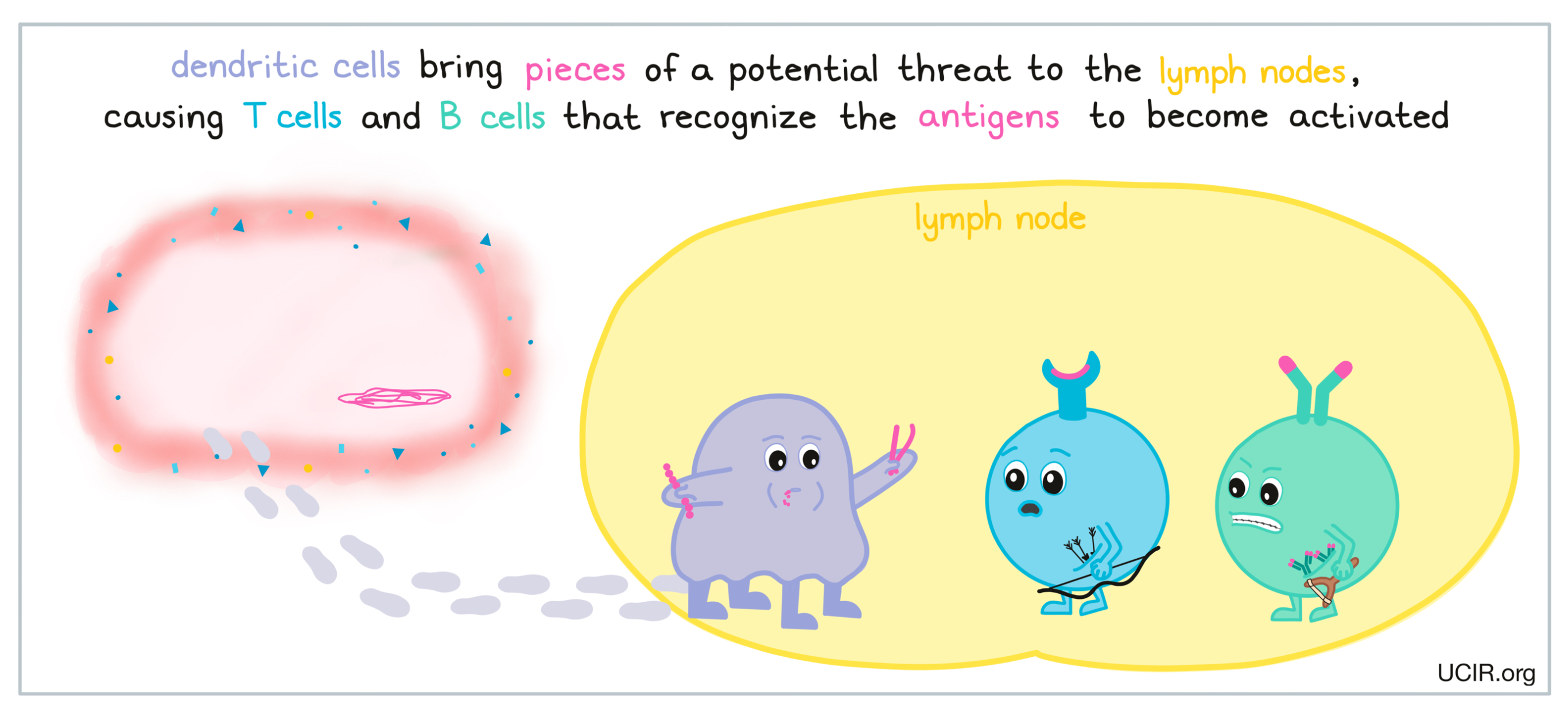 Getting to know the immune system