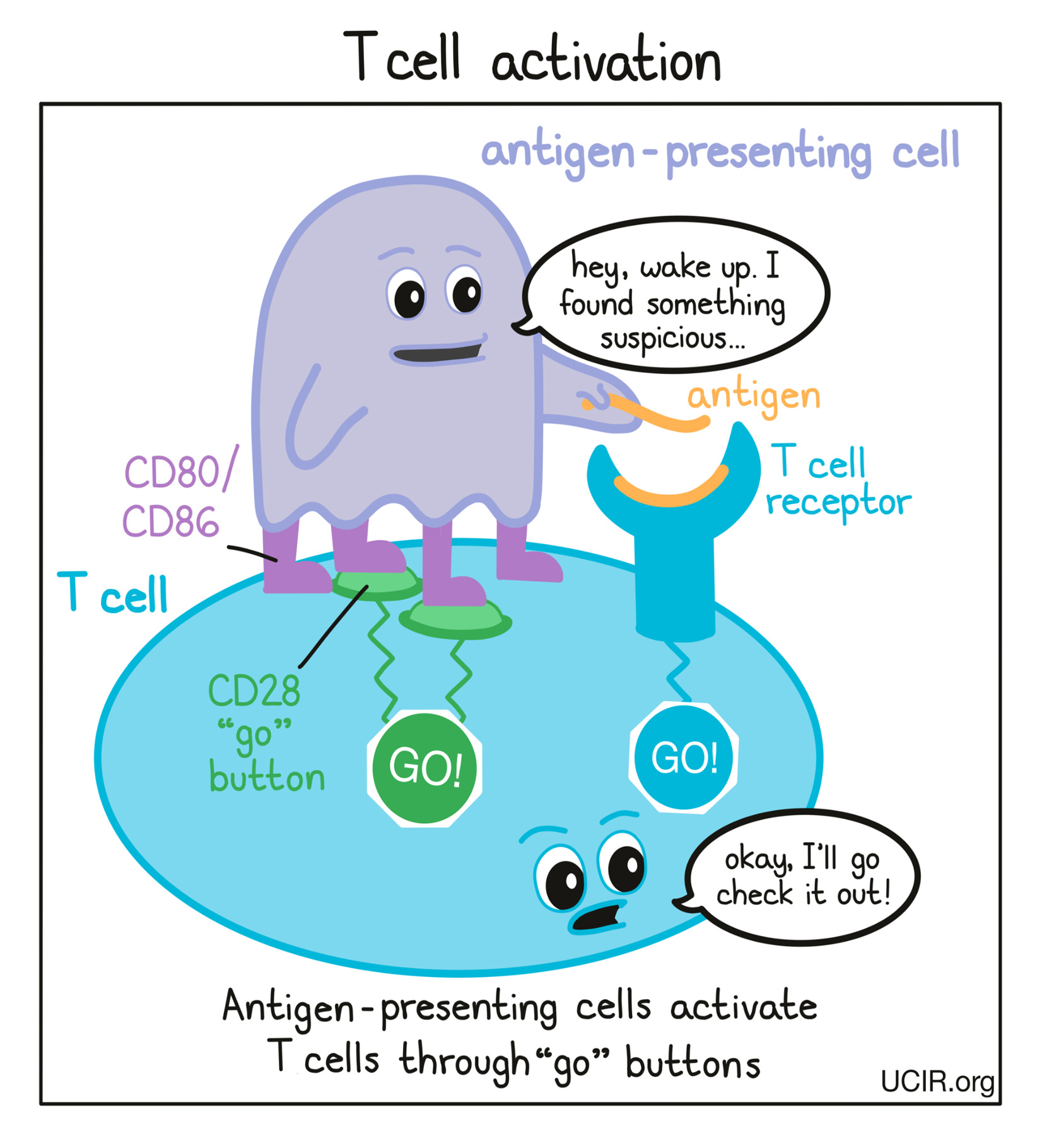 Cartoon that shows how T cell activation works (multiple images)
