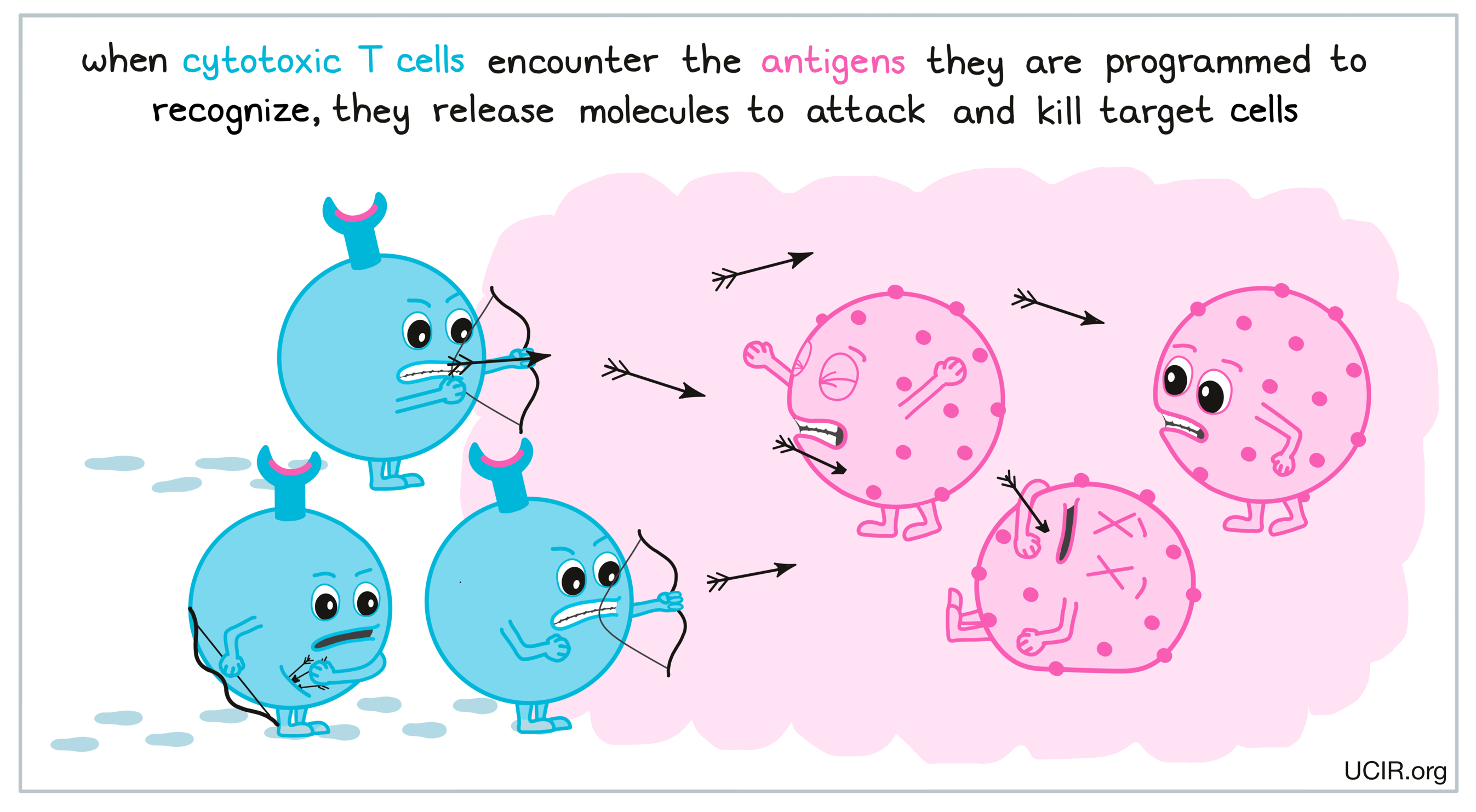 Release of molecules to attack and kill target cells