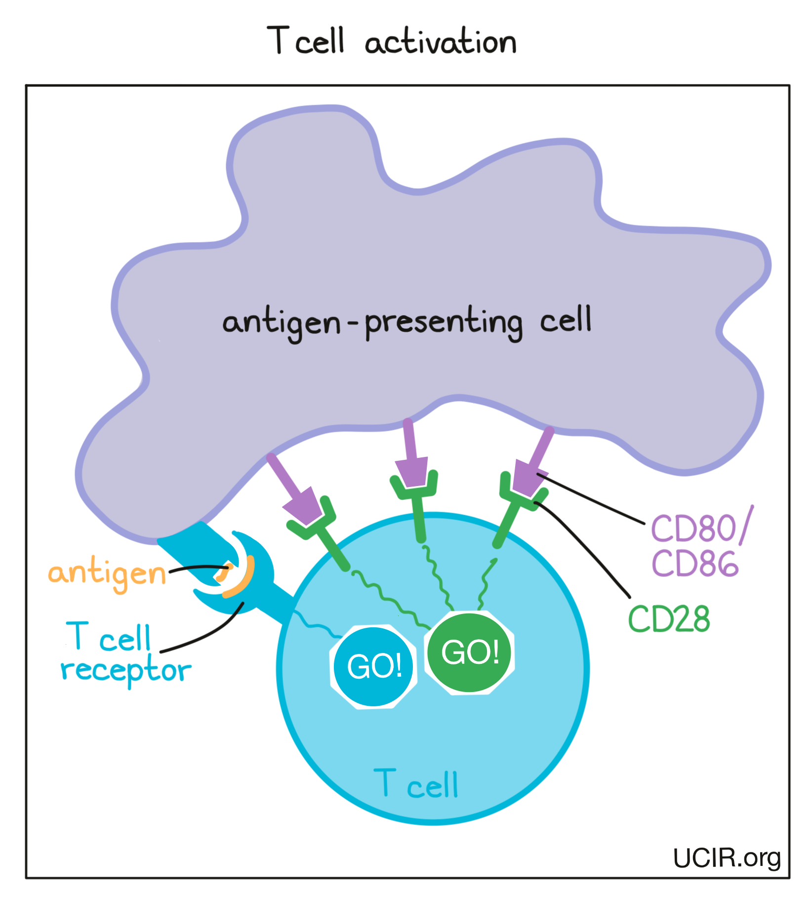 Illustration that shows how T cell activation works (multiple images)