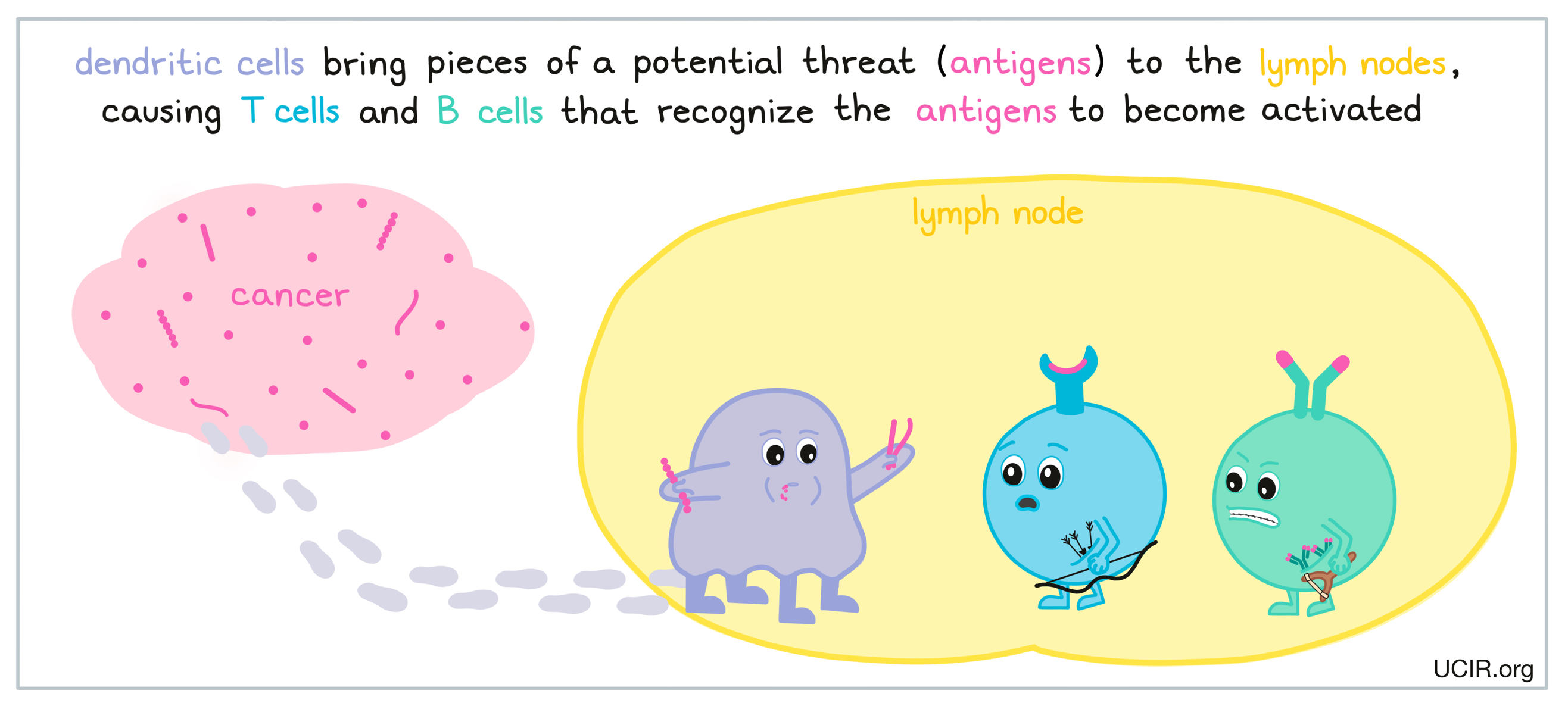 Illustration showing what DC bring the lymph nodes