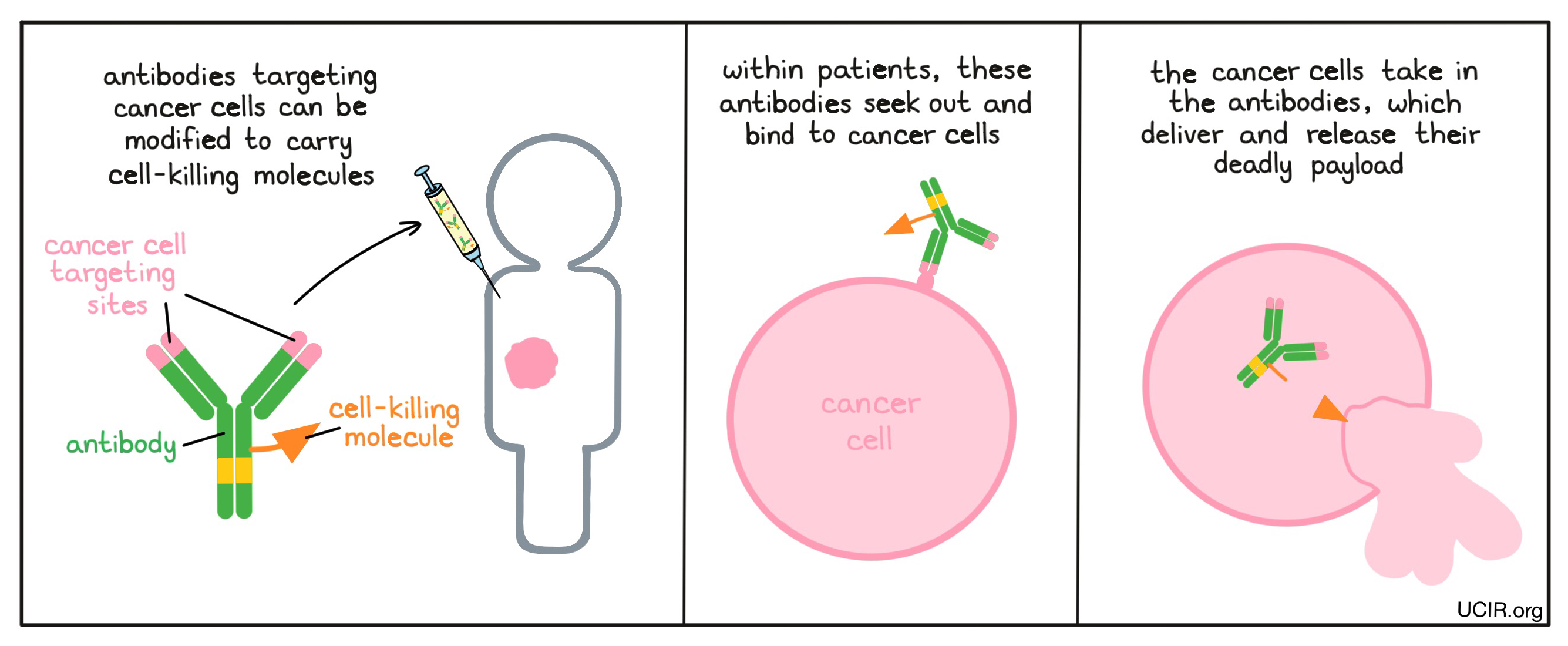 Illustration of toxic antibody