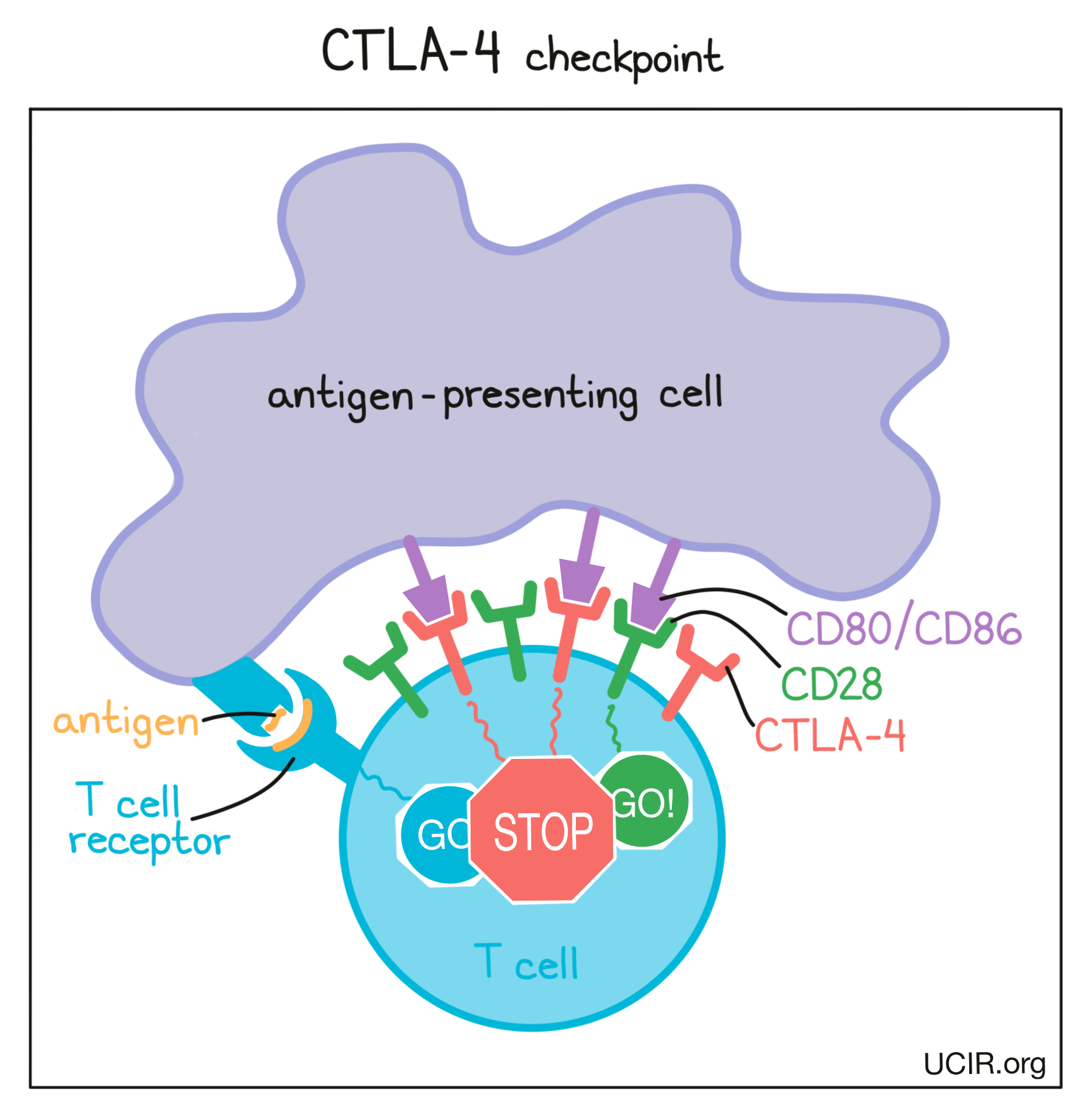  Illustration that shows how CTLA-4 checkpoint works (multiple images)