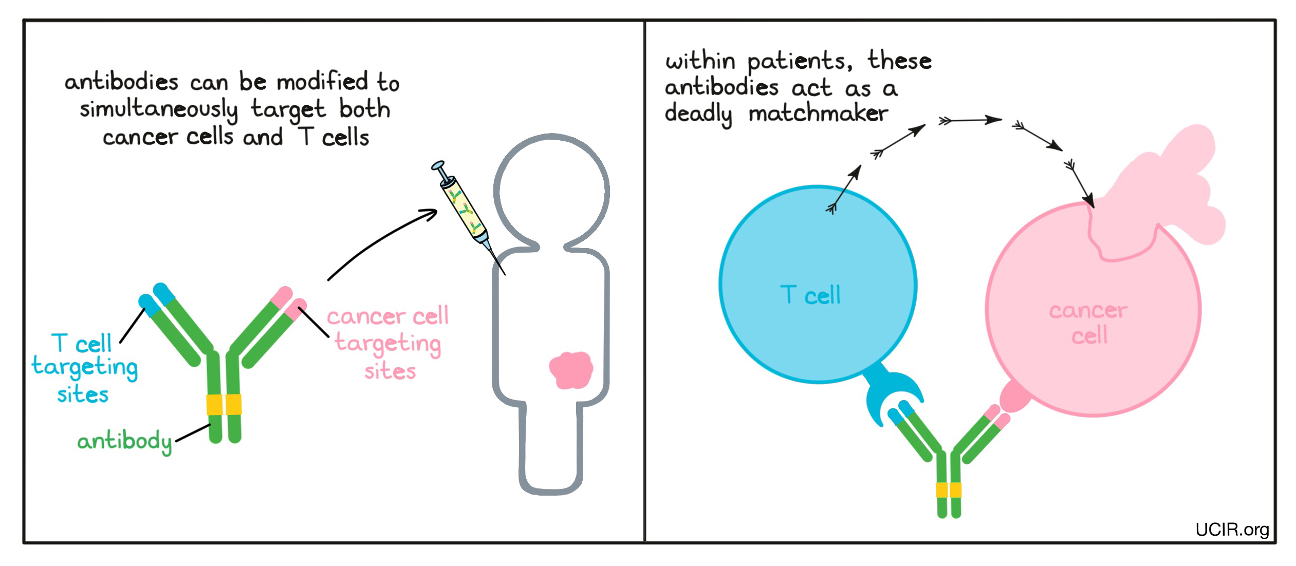 Illustration of bispecific antibody