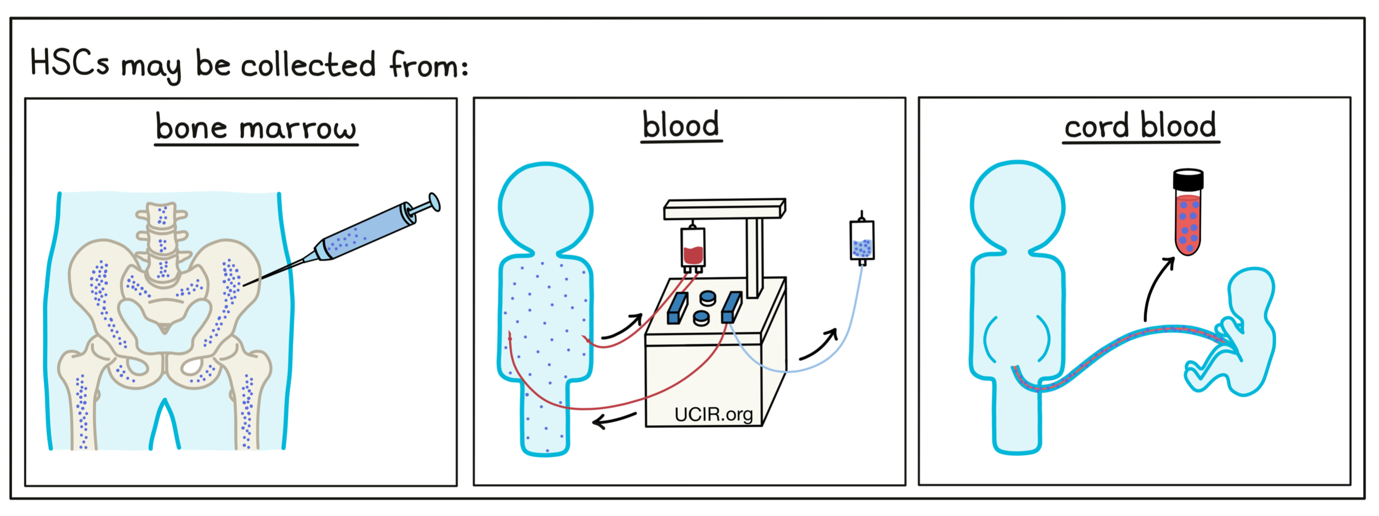 Illustration showing how HSC are collected