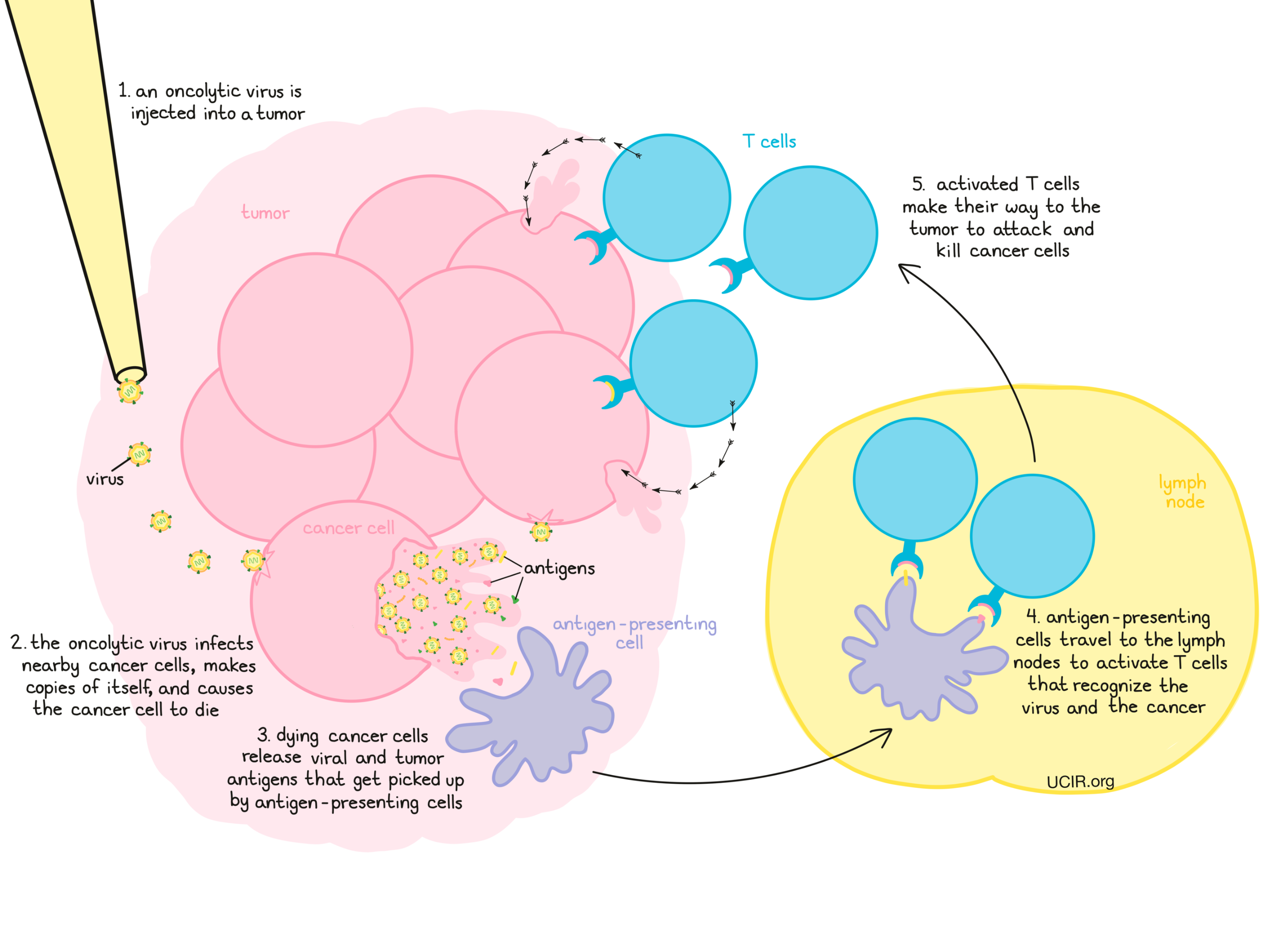 Summary of an oncolytic virus mechanism