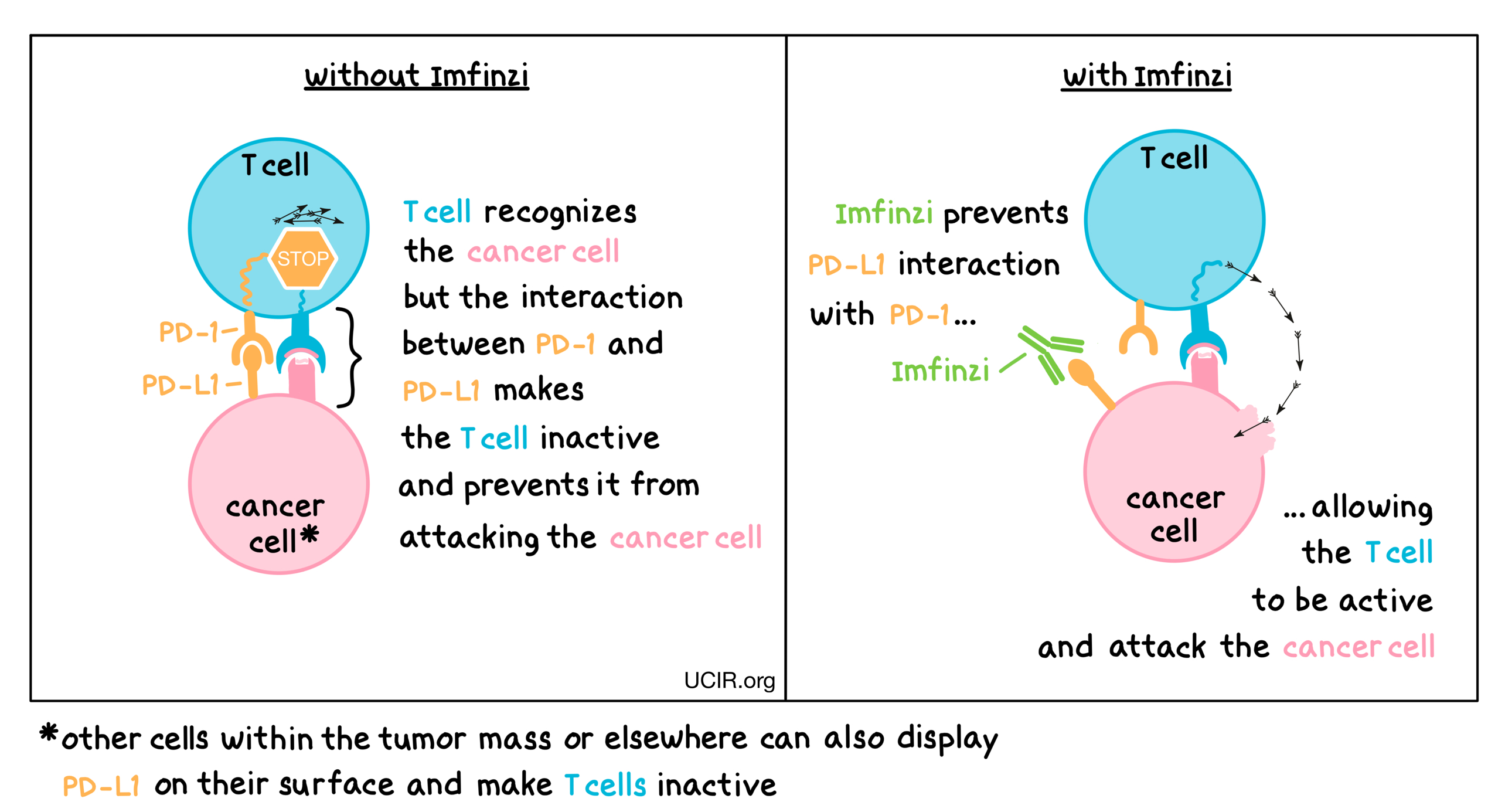 Mechanism of action of Imfinzi