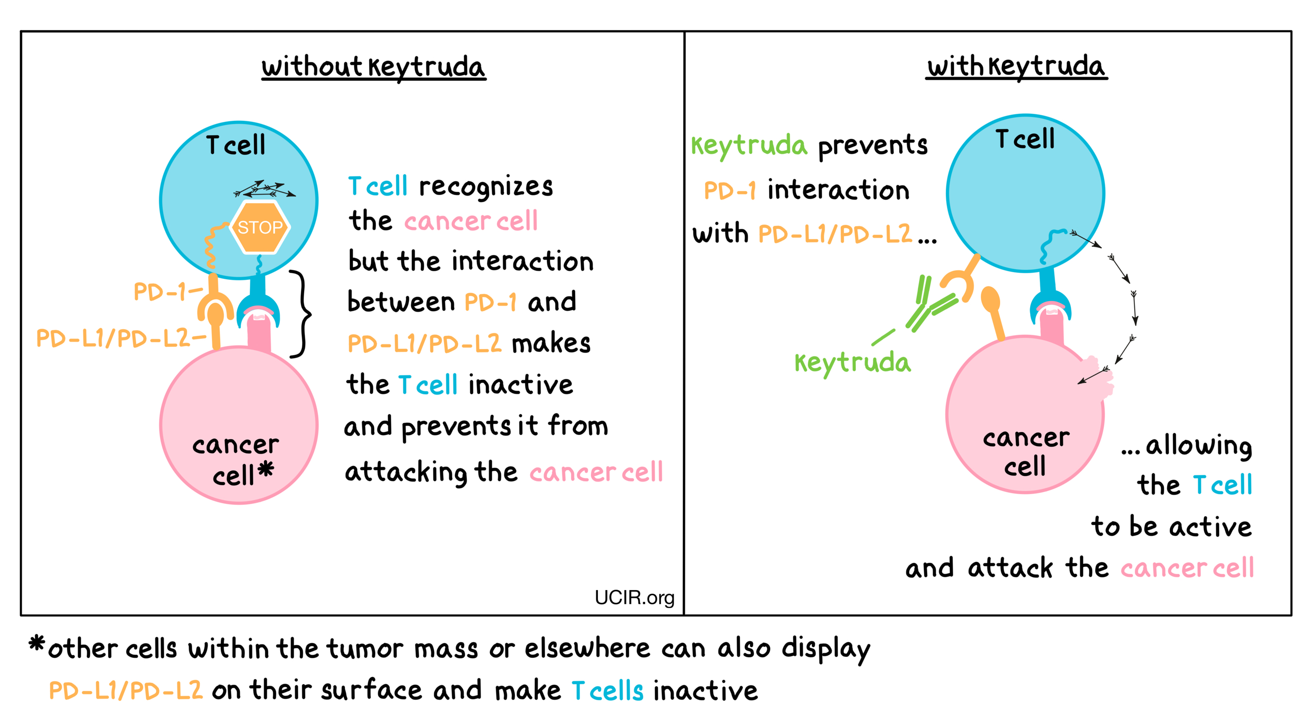 Illustration that shows how Keytruda works