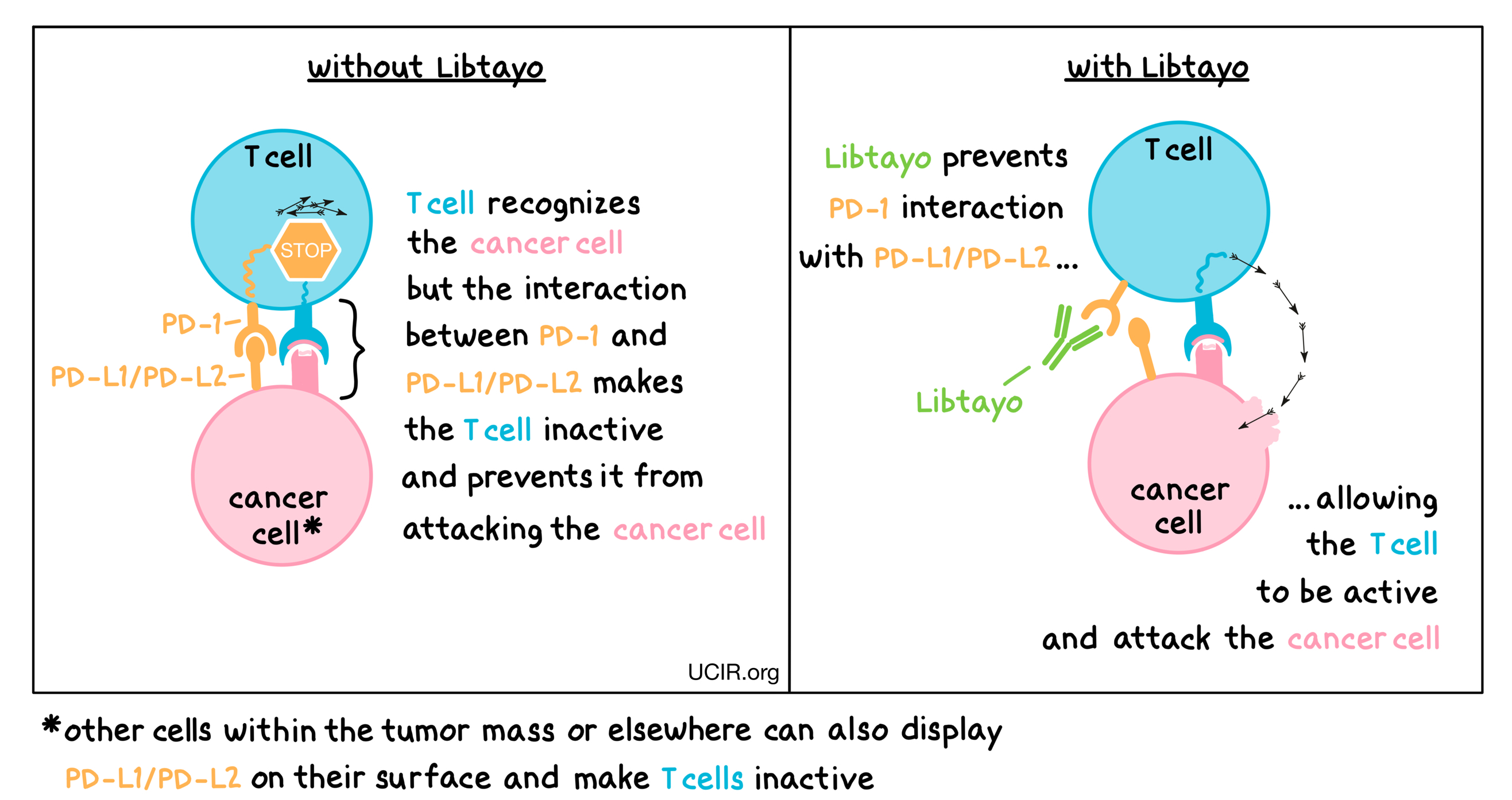 Illustration of how Libtayo works 