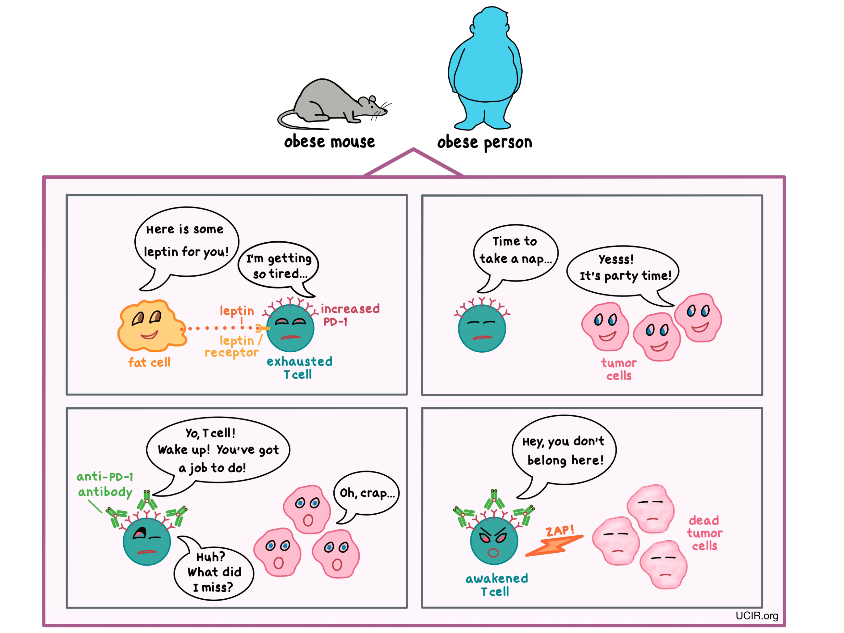 The surprising effect of obesity on the response to cancer immunotherapy