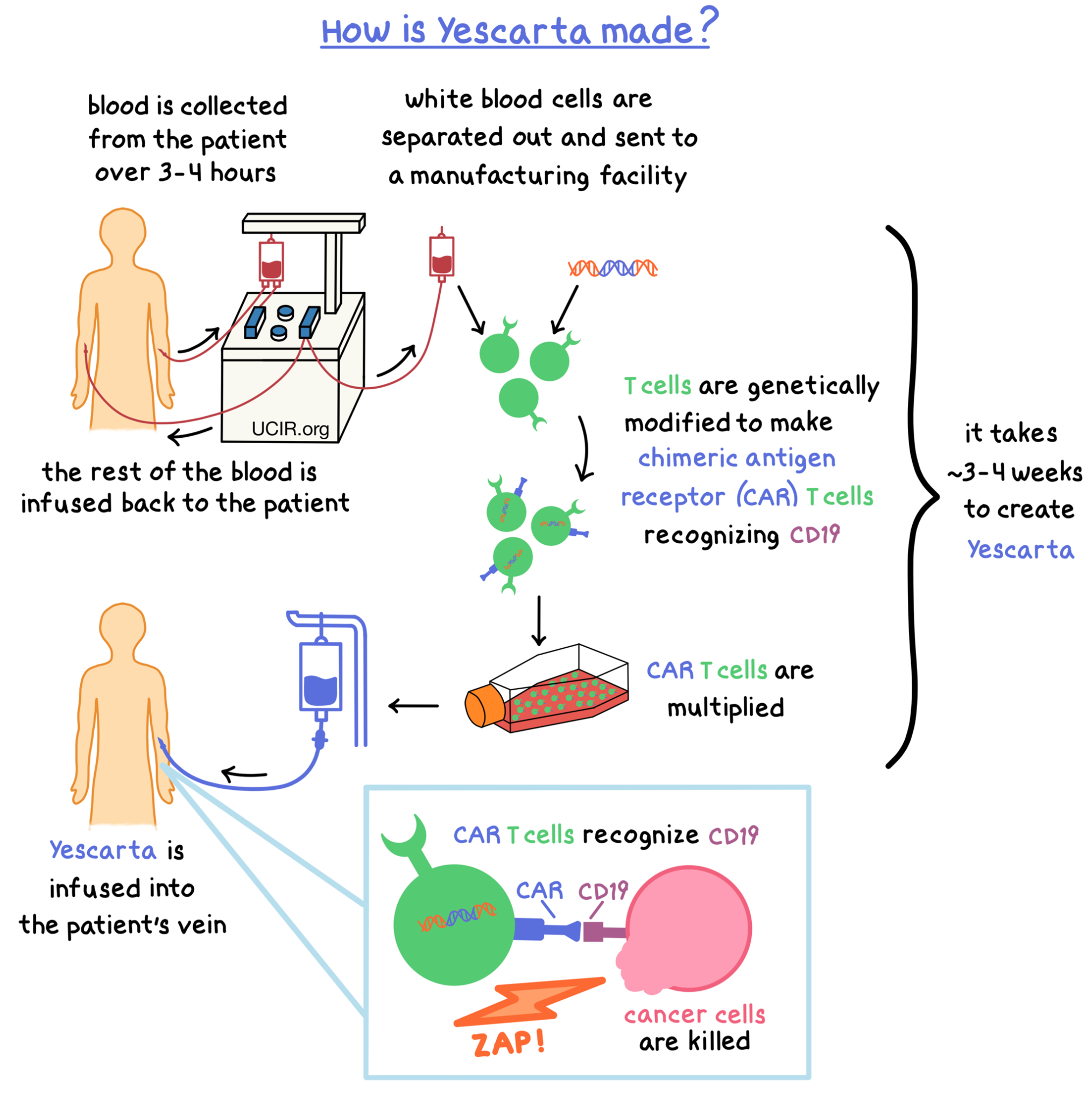 Illustration of how Yescarta is made