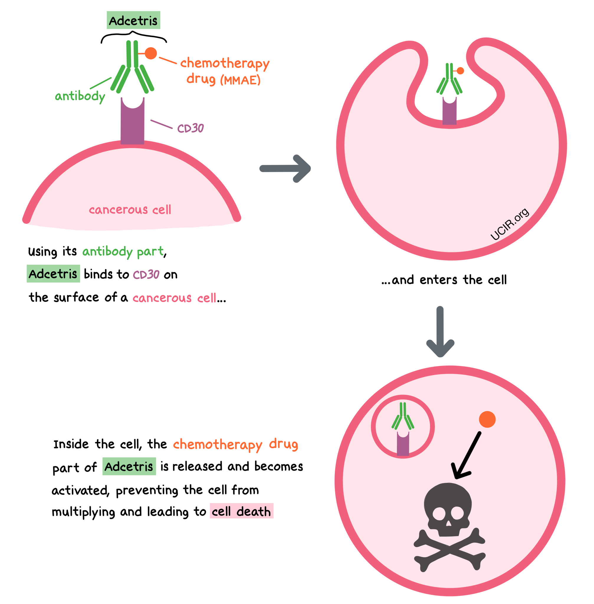 Illustration that shows how Adcetris works