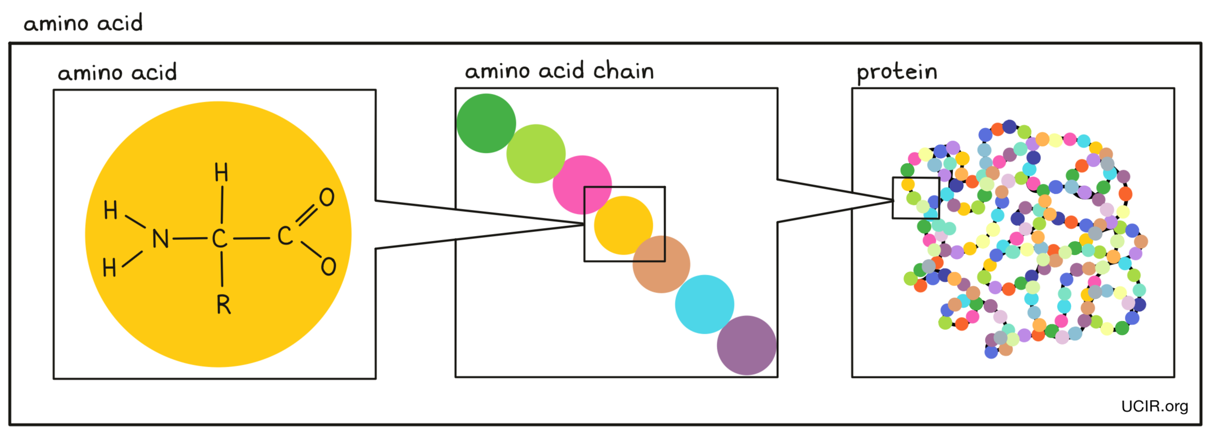 Amino acids illustrated