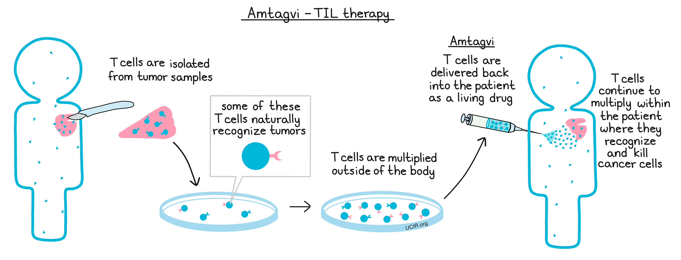 Illustration showing how Amtagvi works