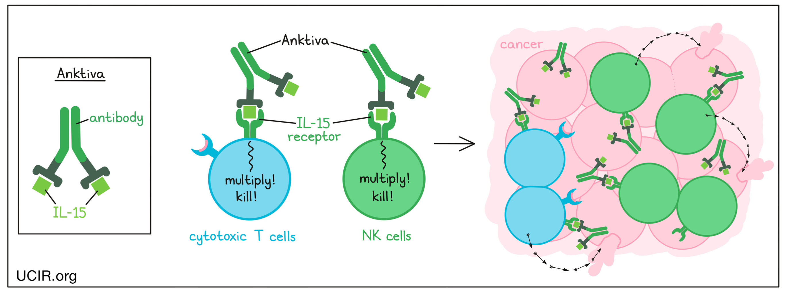 Illustration showing how Anktiva works