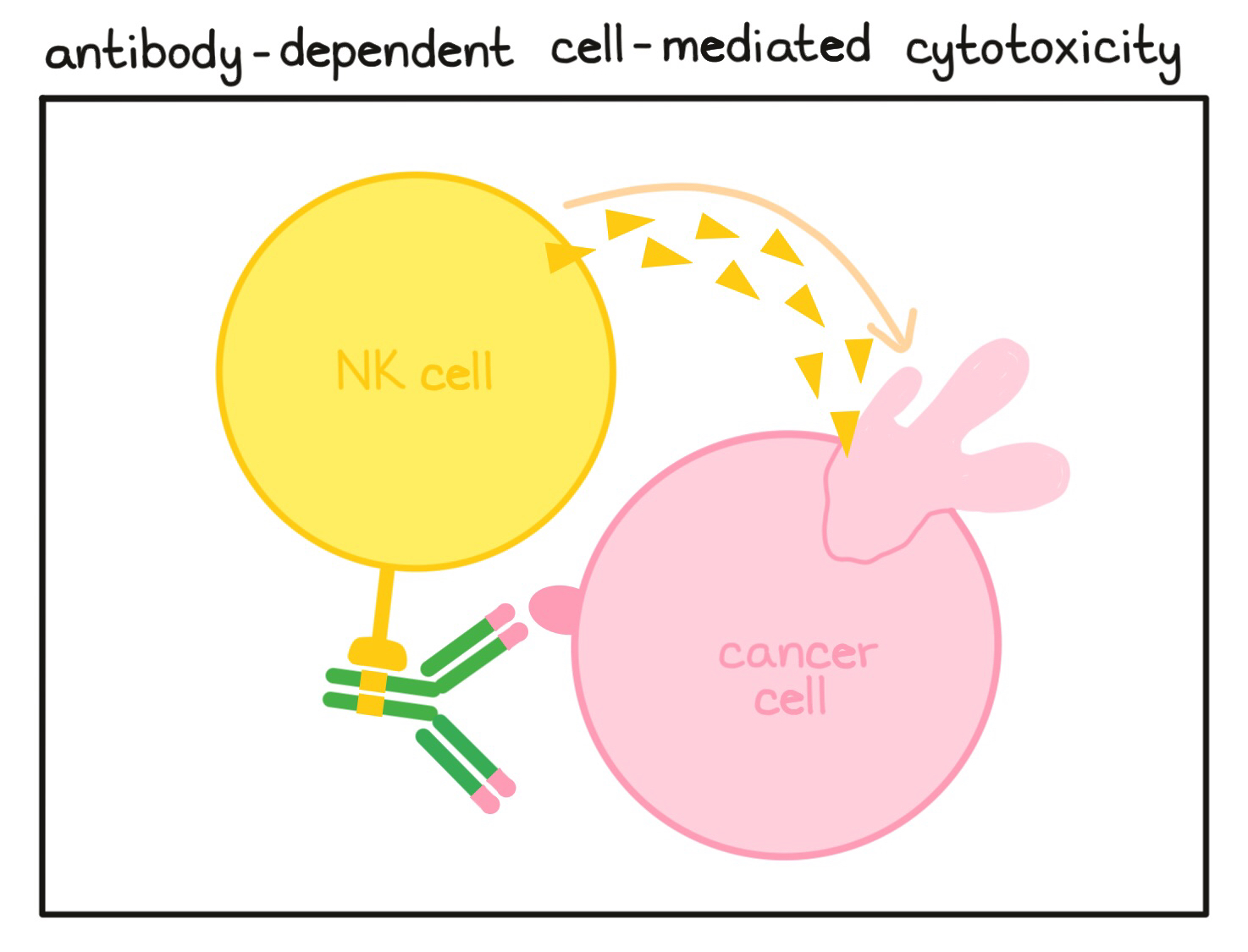 Illustration antibody-dependent cell-mediated cytotoxicity