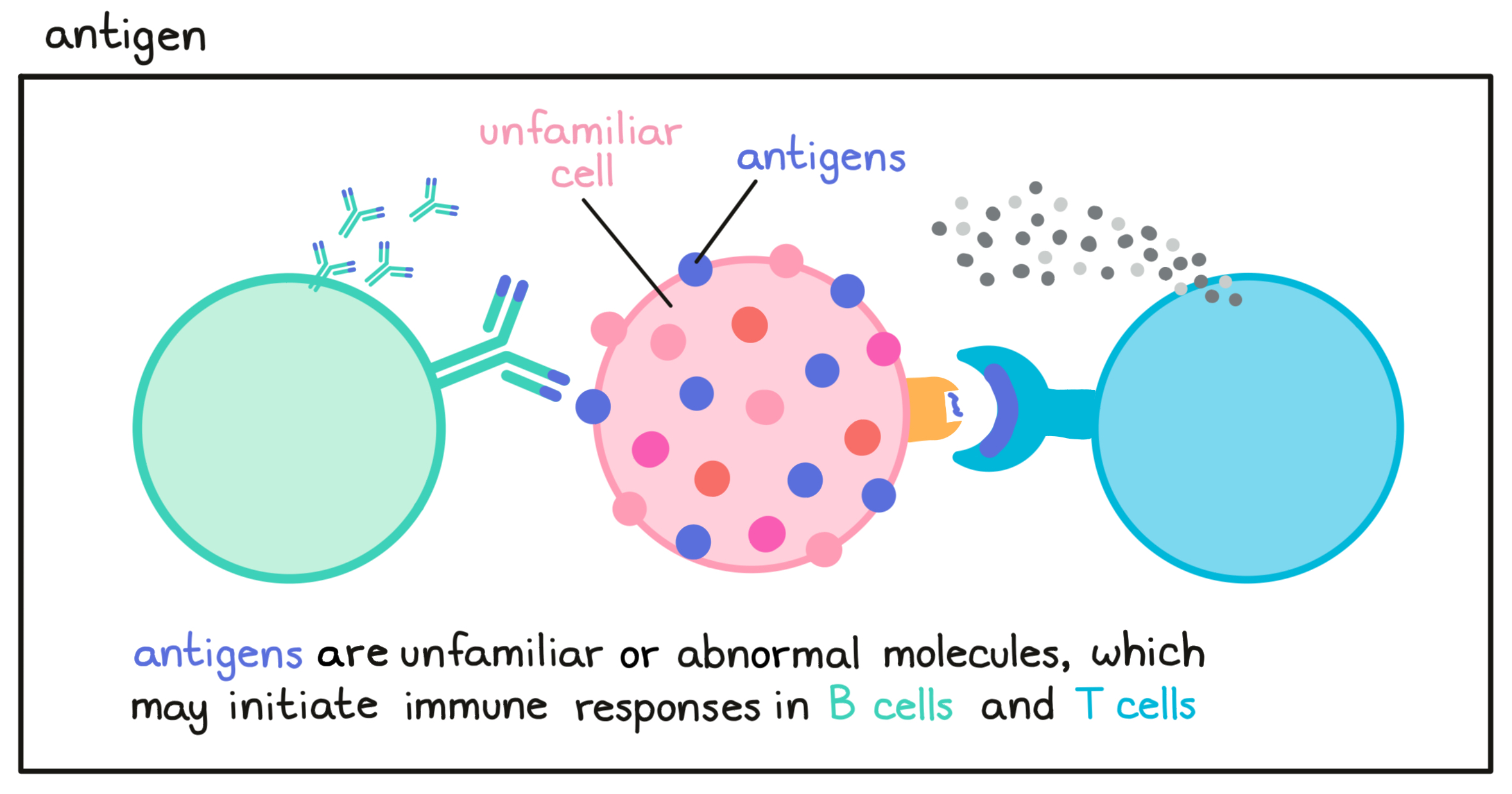 Antigen illustrated