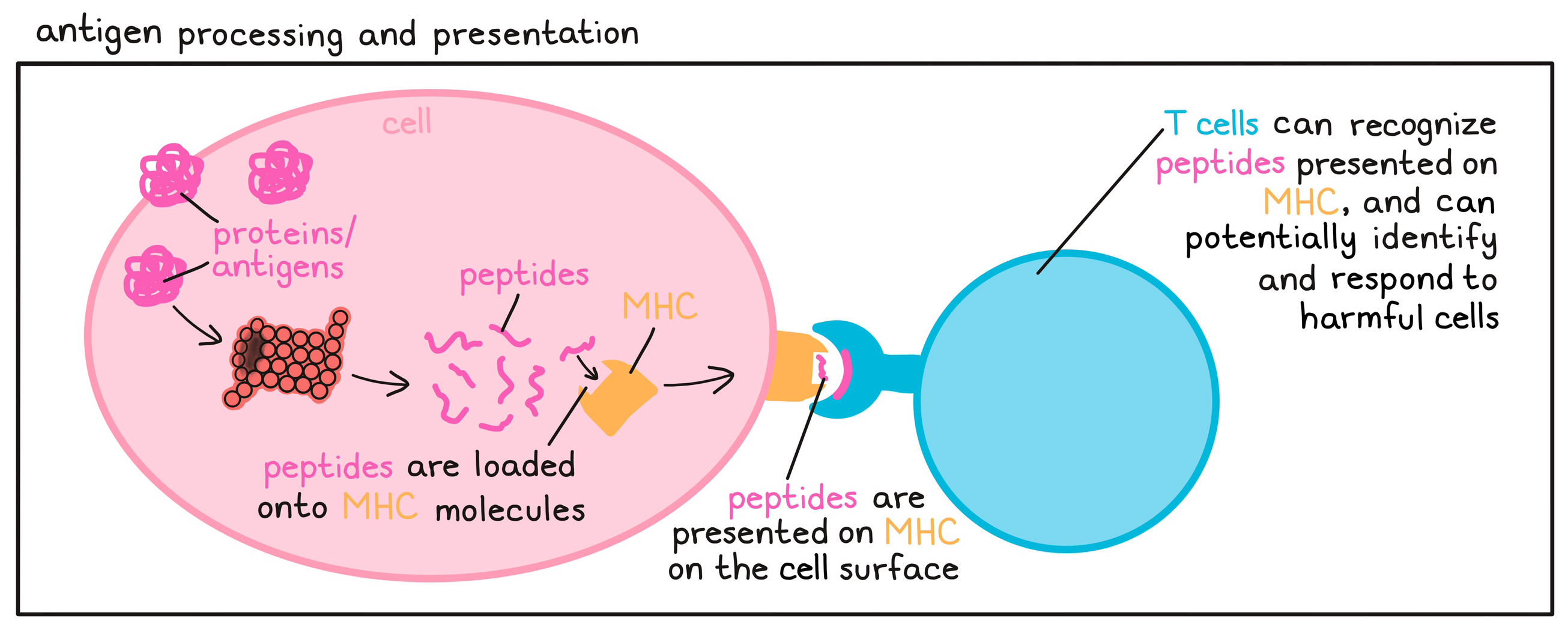 Antigen processing and presentation illustrated