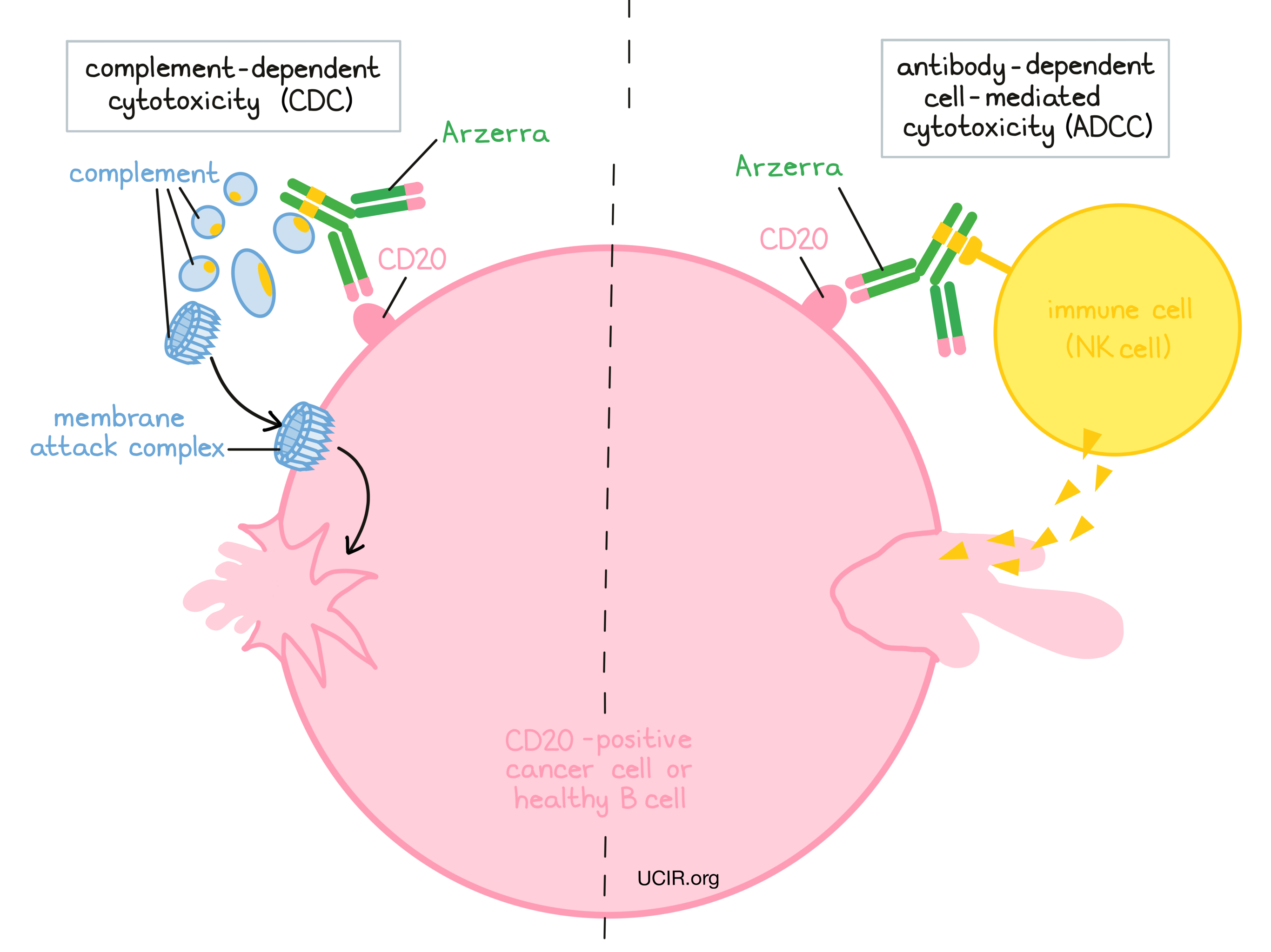 Illustration that shows how Arzerra works