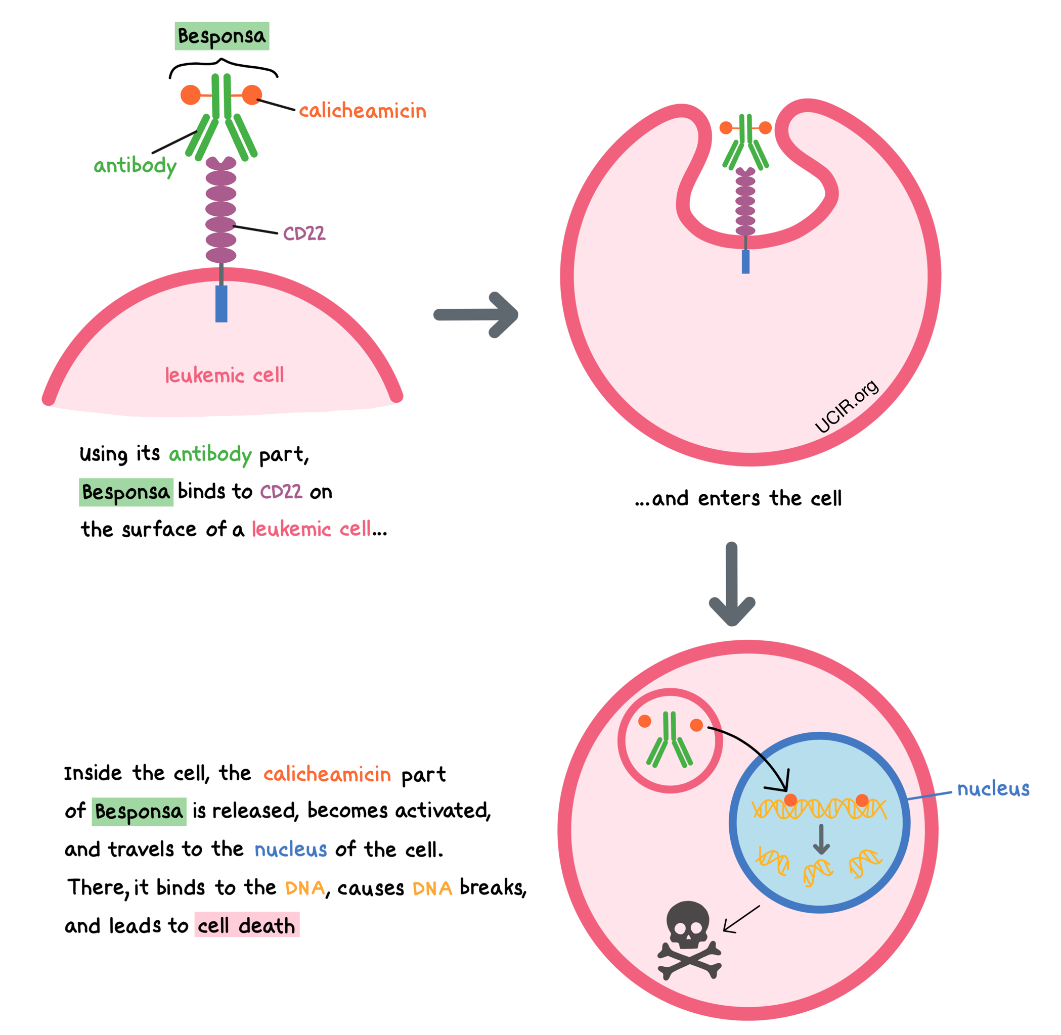 Illustration showing how Besponsa works