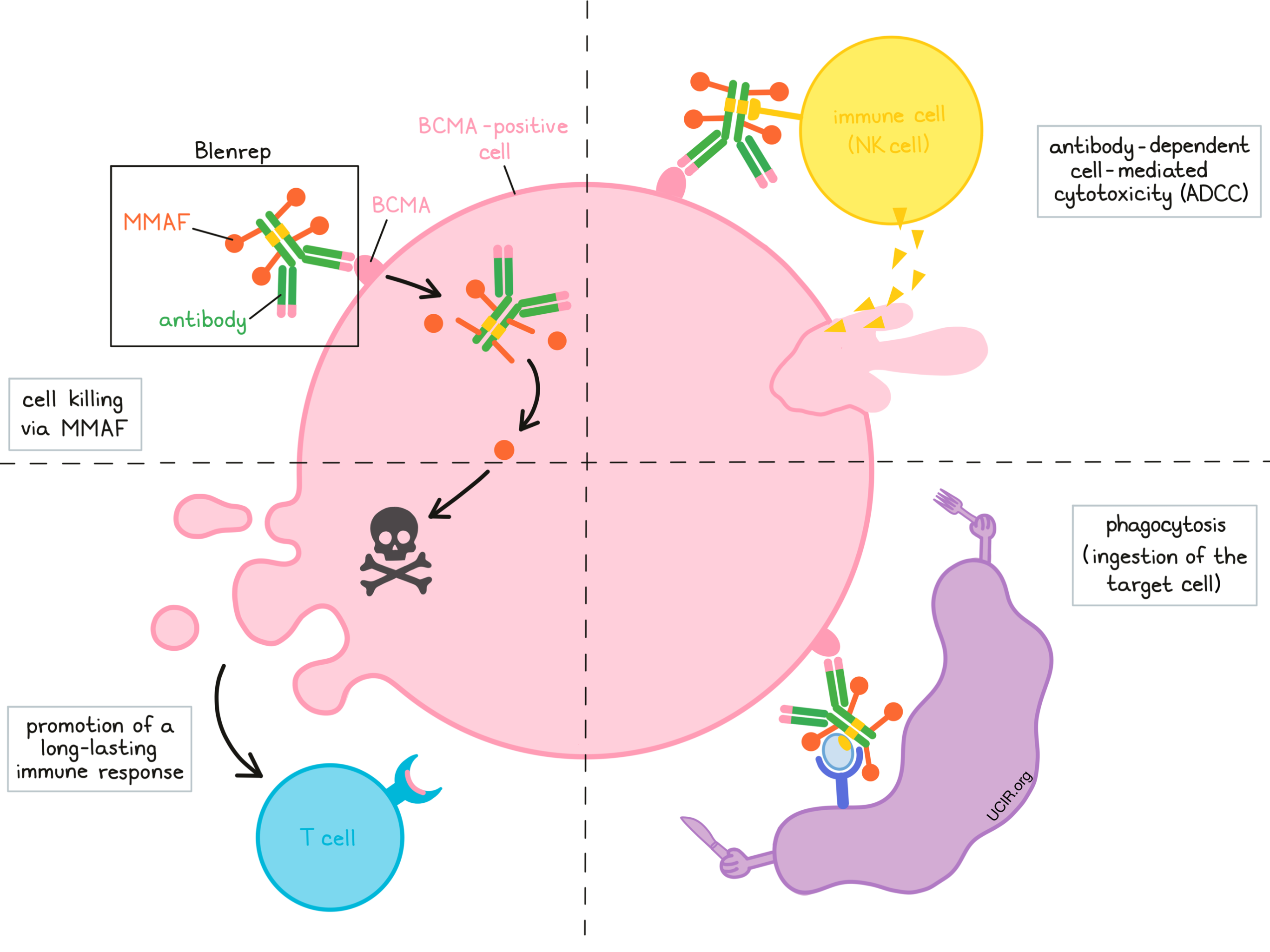 Illustration showing how Blenrep works
