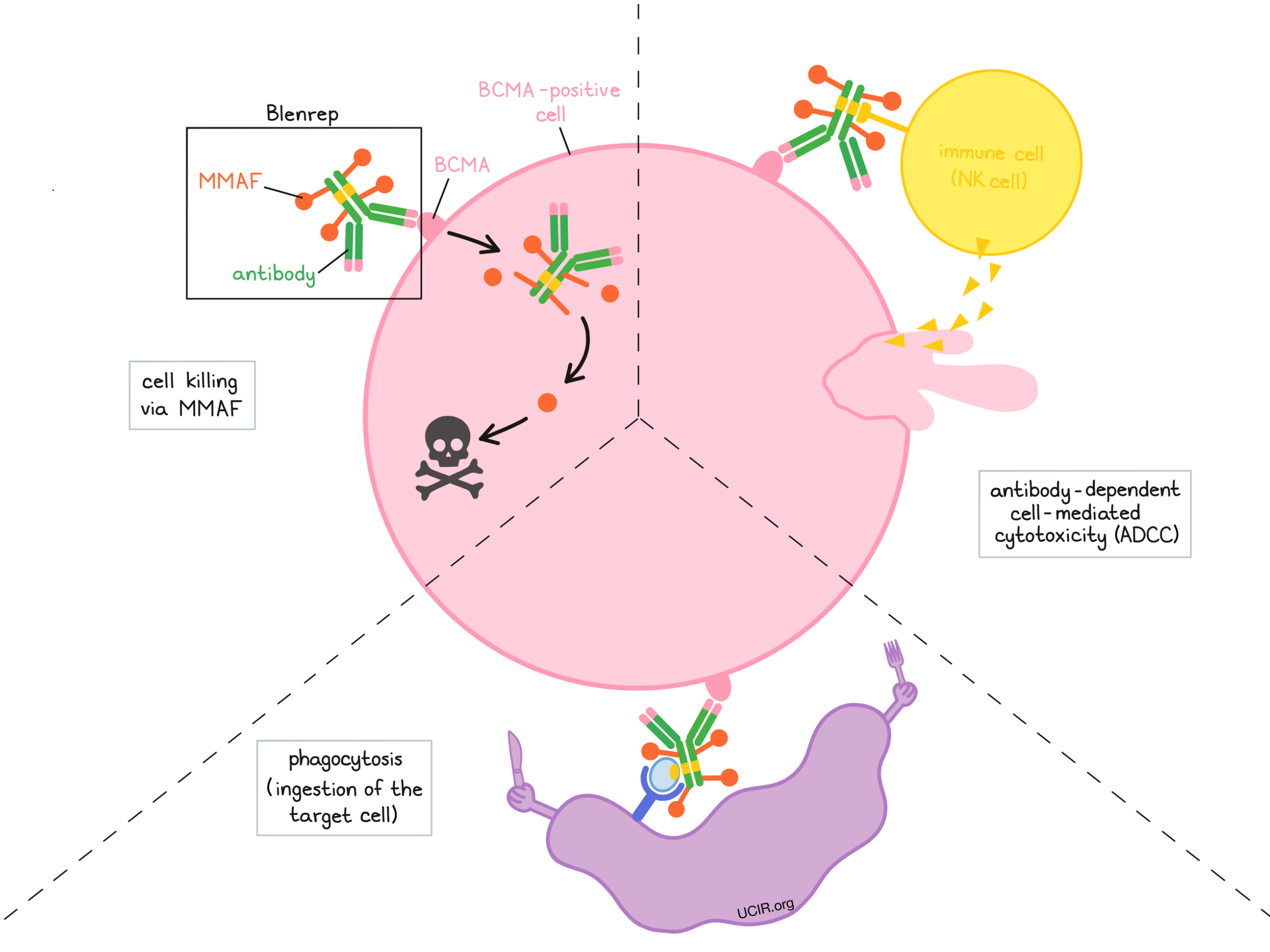 Illustration showing how Blenrep works