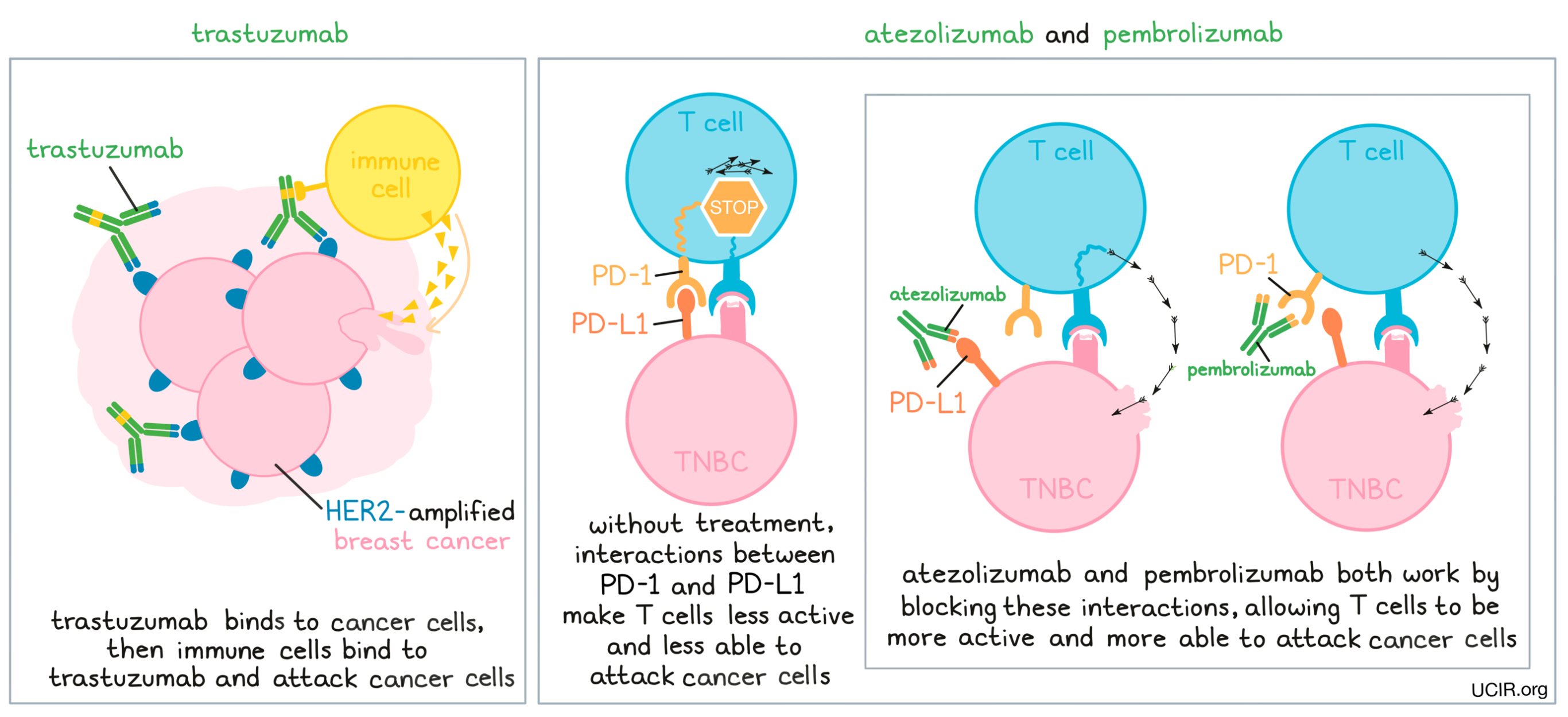 Cancer Immunotherapy Principles and Practice, Second Edition