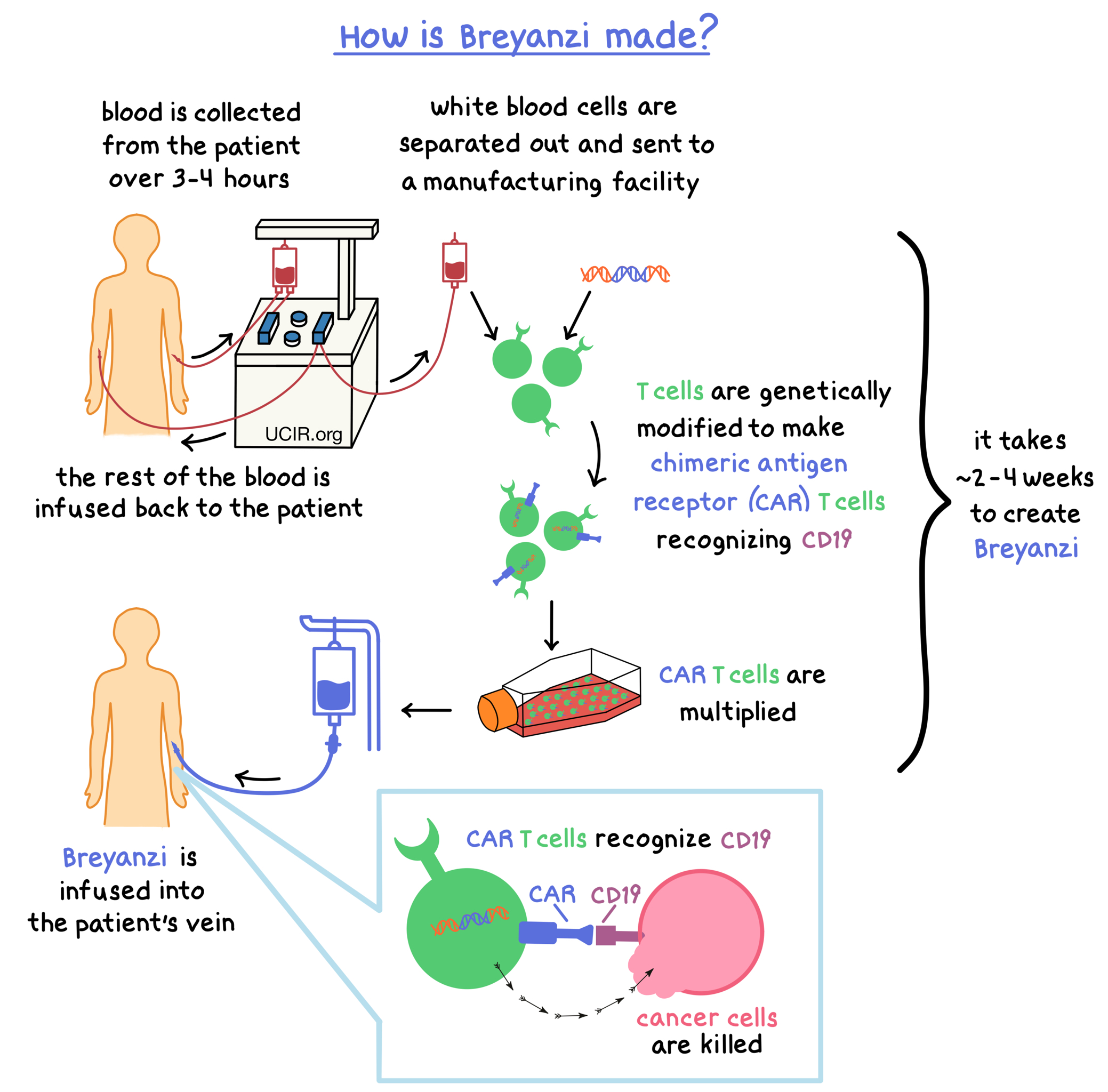 Illustration showing how Breyanzi is made