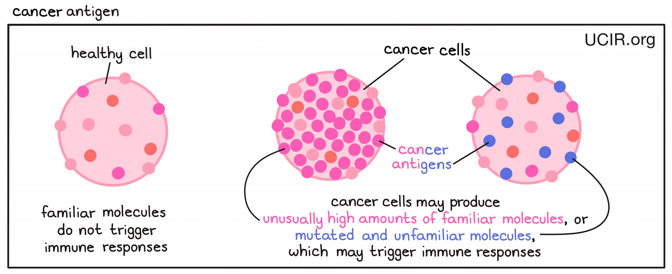 Cancer antigen illustrated