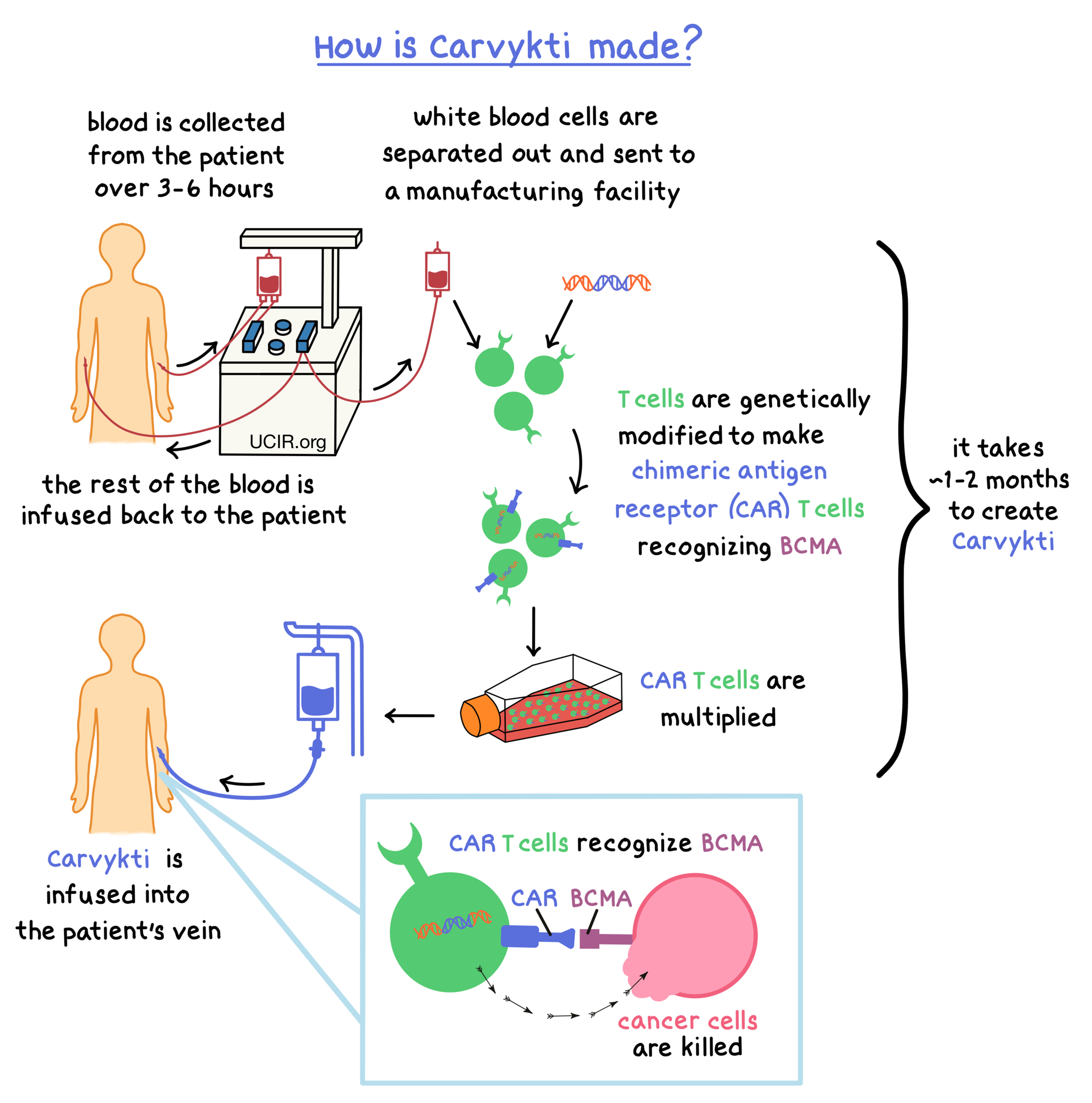 Illustration showing how Carvykti works