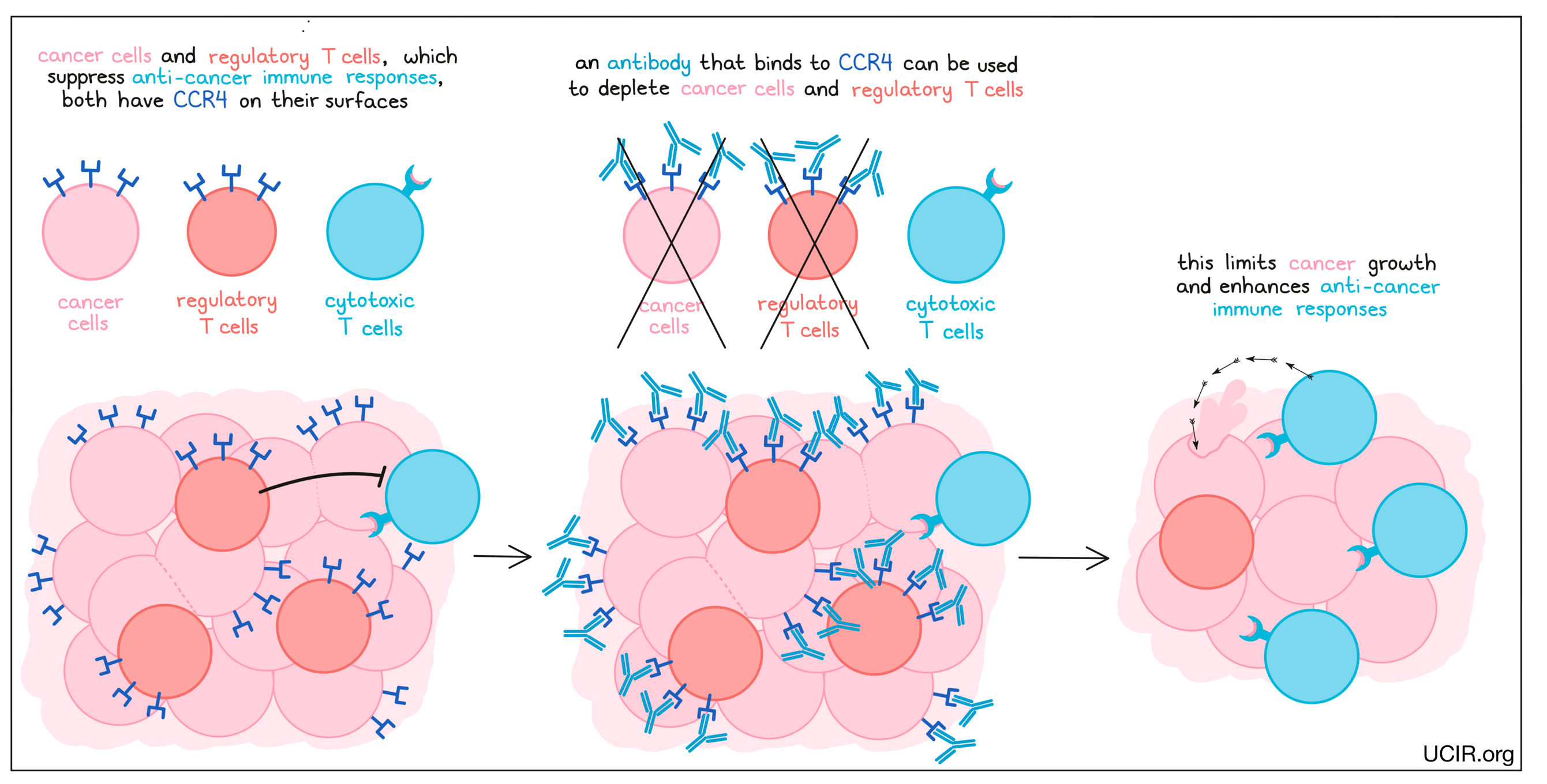 Illustration showing CCR4