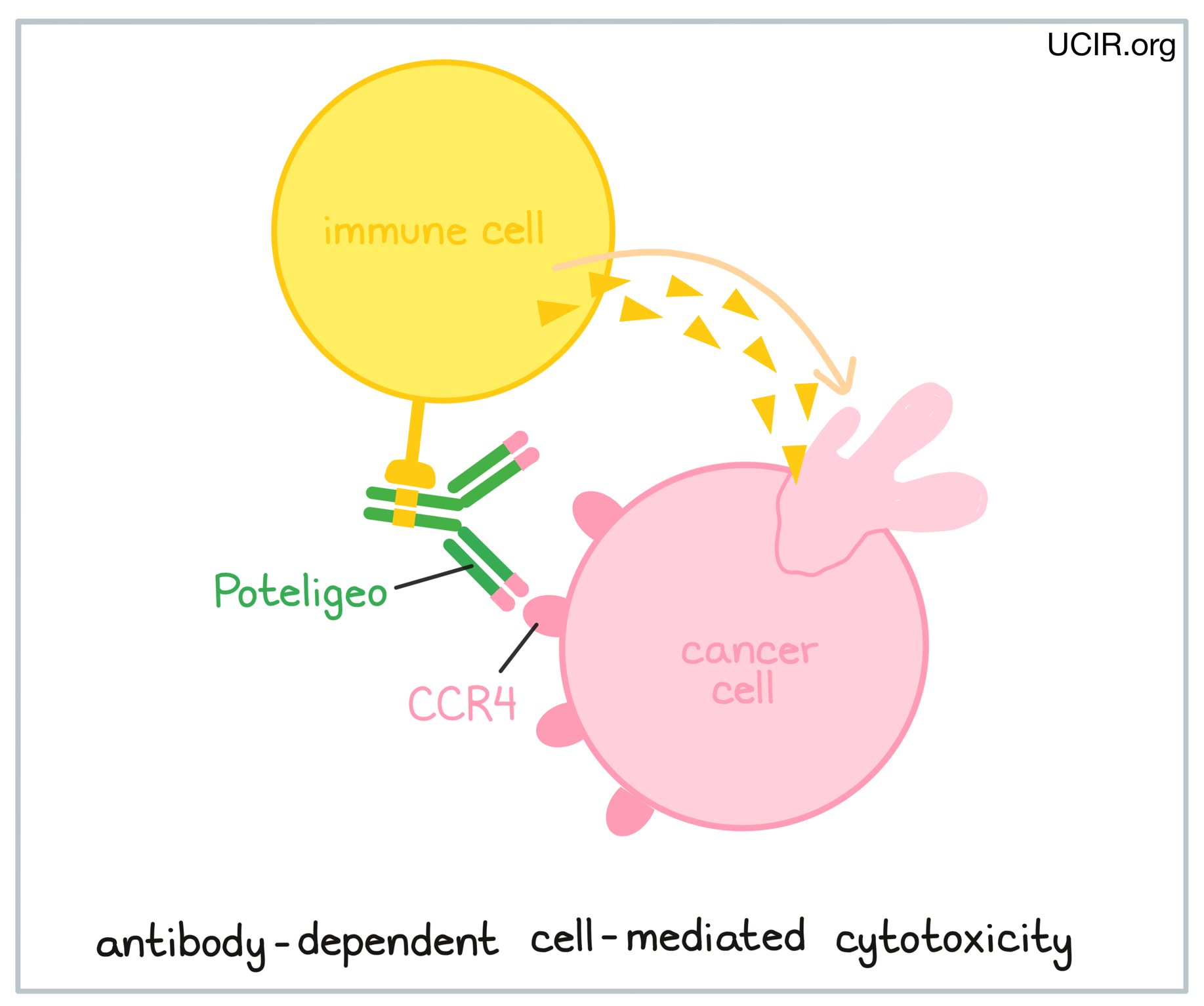 Illustration showing how Poteligeo works