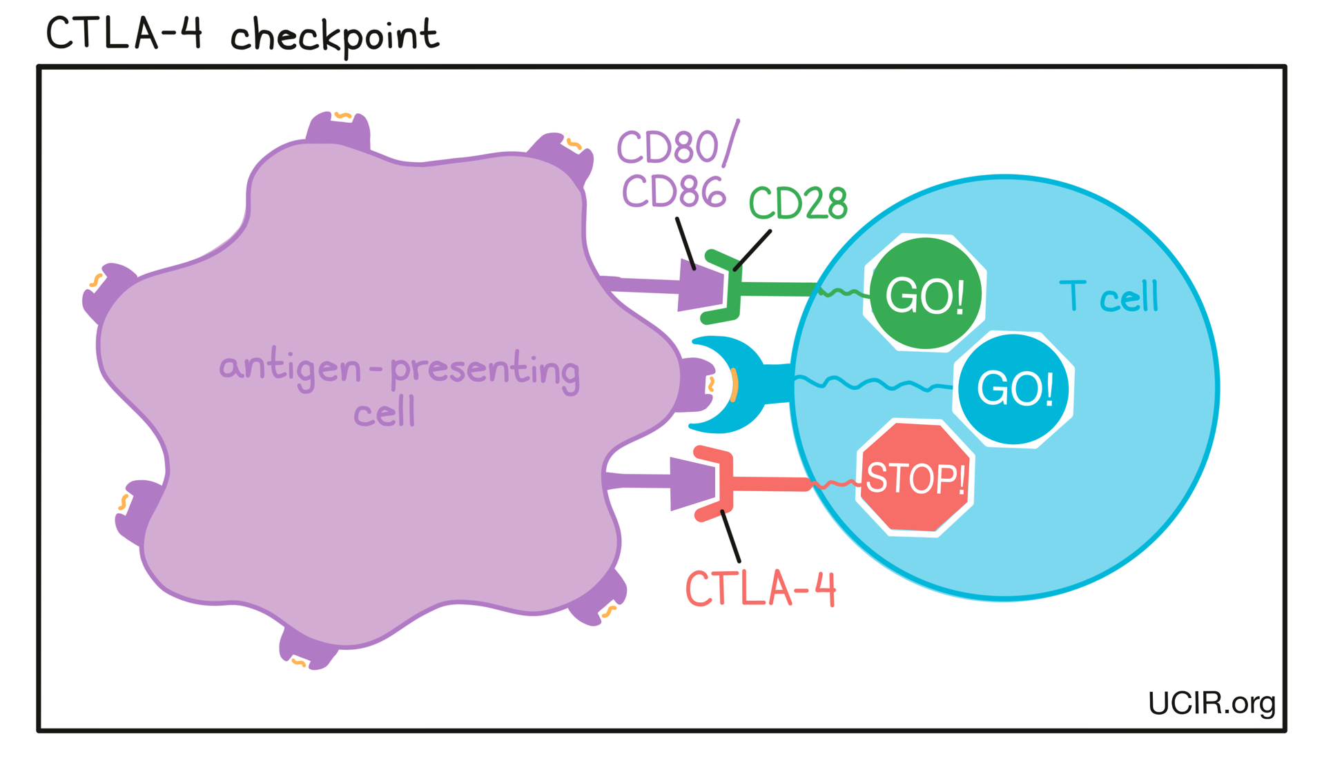 CTLA-4 checkpoint illustration