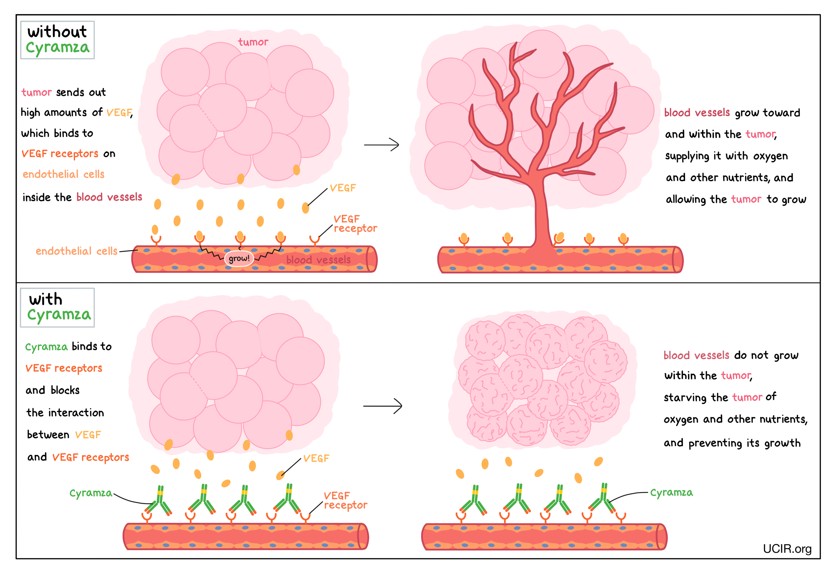 Illustration of Cyramza's mode of action