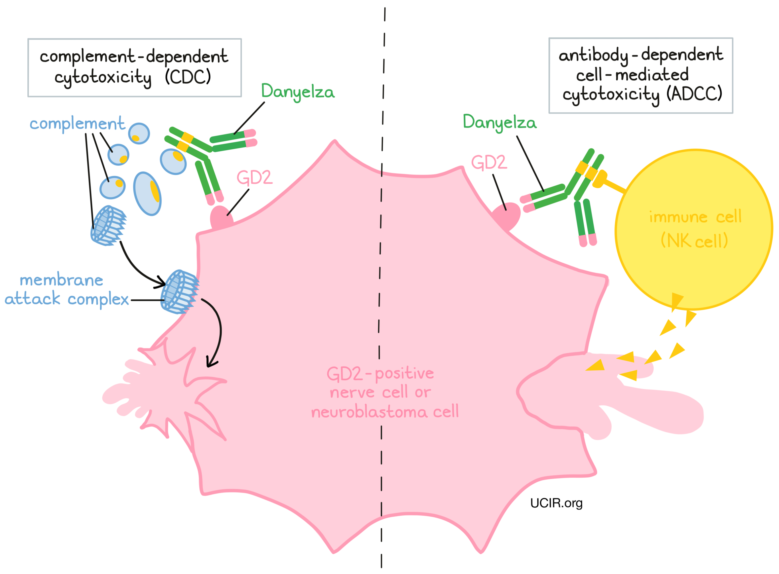 Illustration showing how Danyelza works