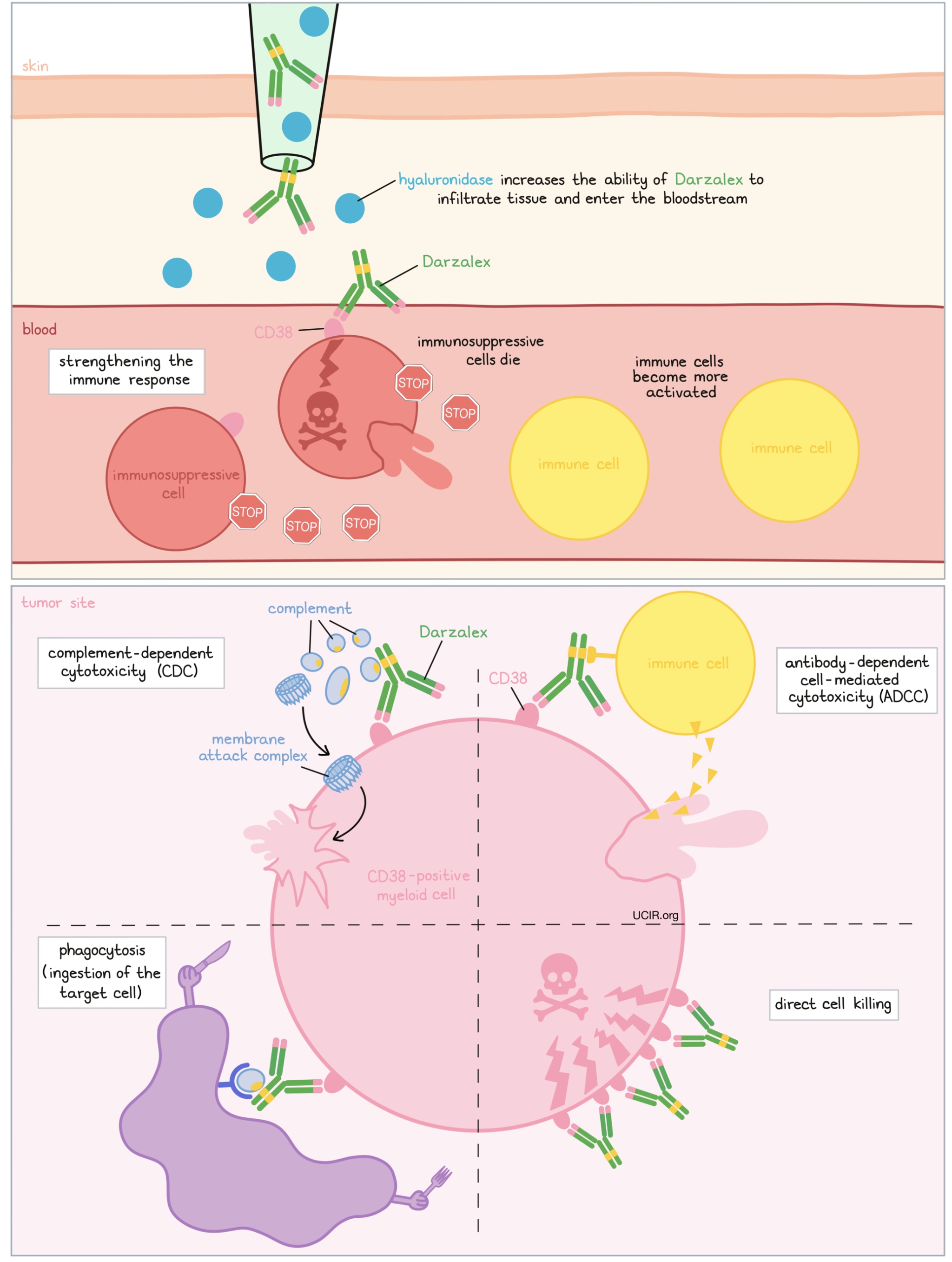 Illustration showing how Daratumumab and hyaluronidase-fihj (Darzalex Faspro) works