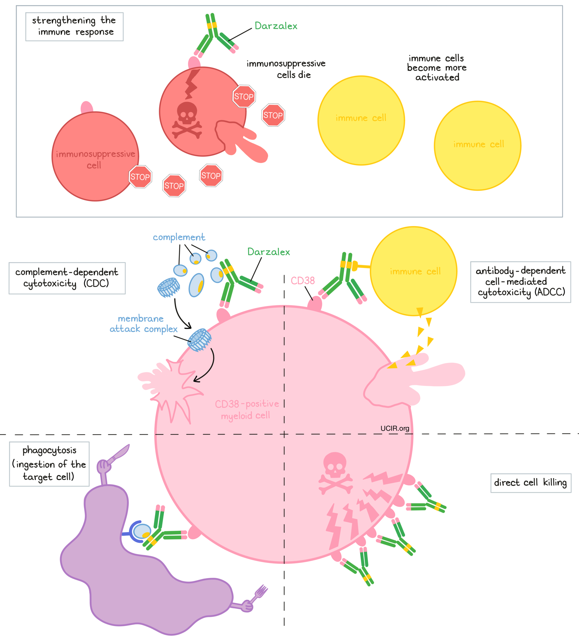 Illustration showing how Darzalex works