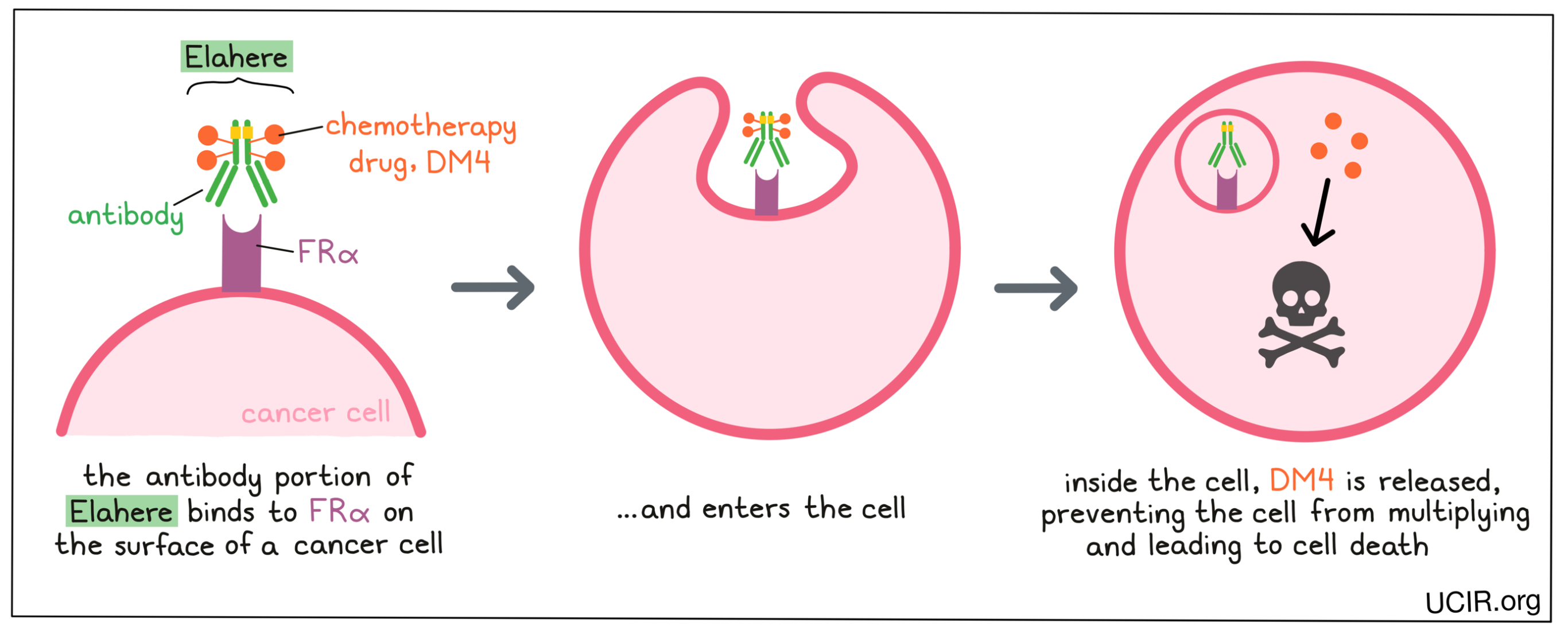 Illustration showing how Elahere works