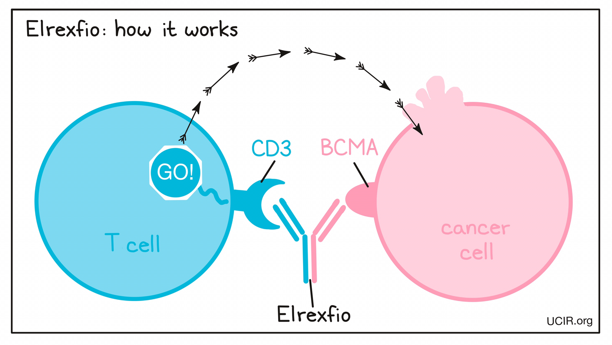 Illustration explaining how Elrexfio works