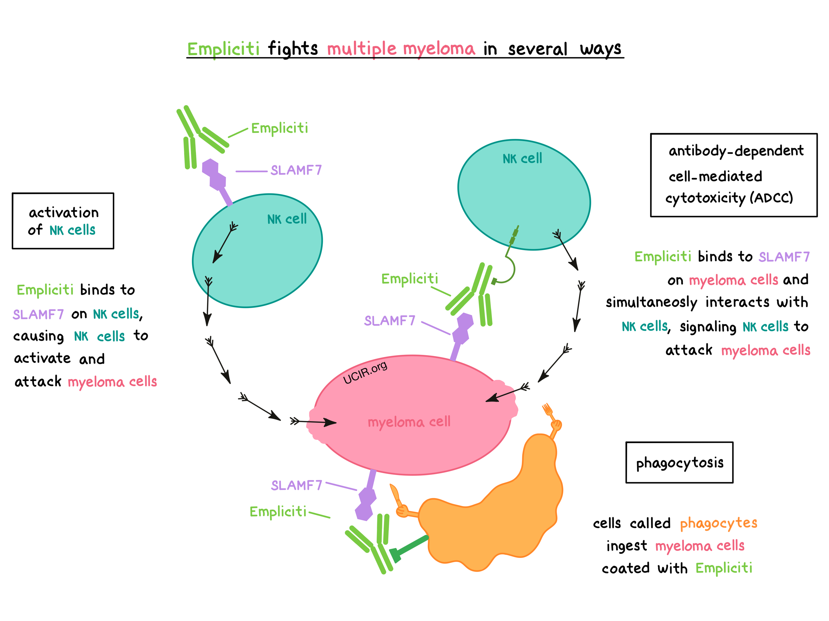 Illustration showing how Empliciti works